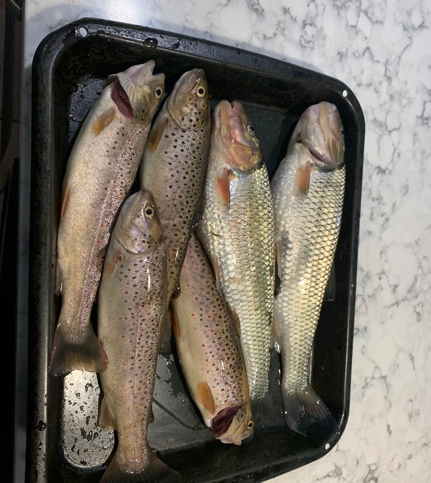 recently logged catches