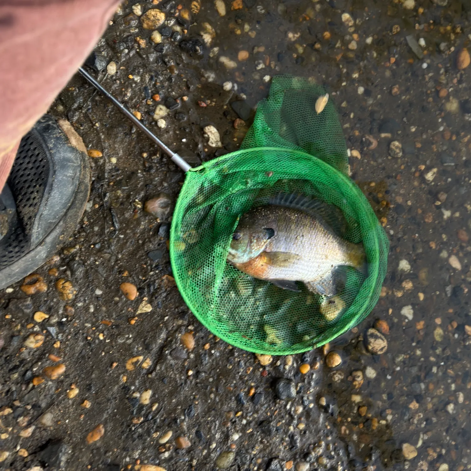 Bluegill caught on Fishbrain