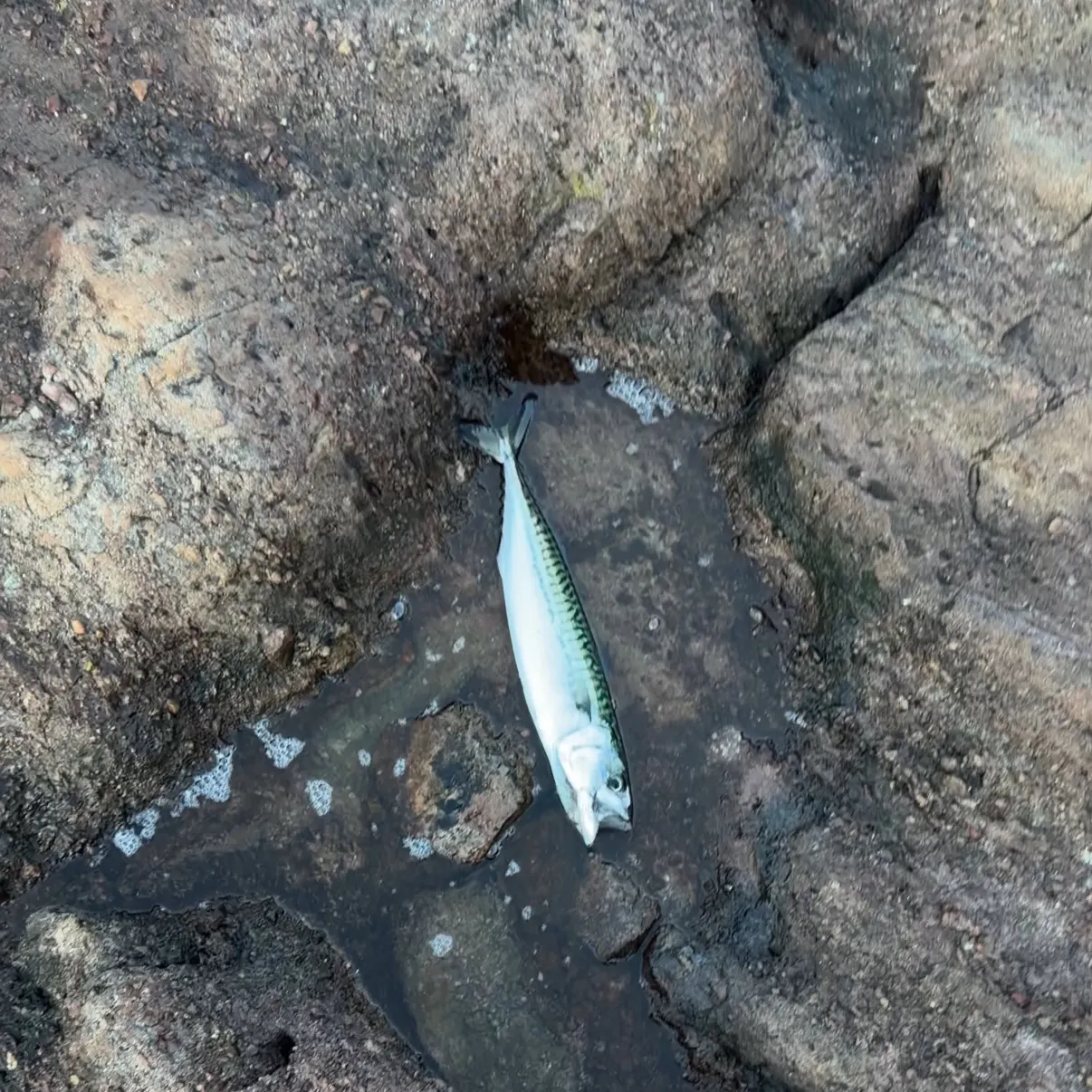Atlantic mackerel caught on Fishbrain
