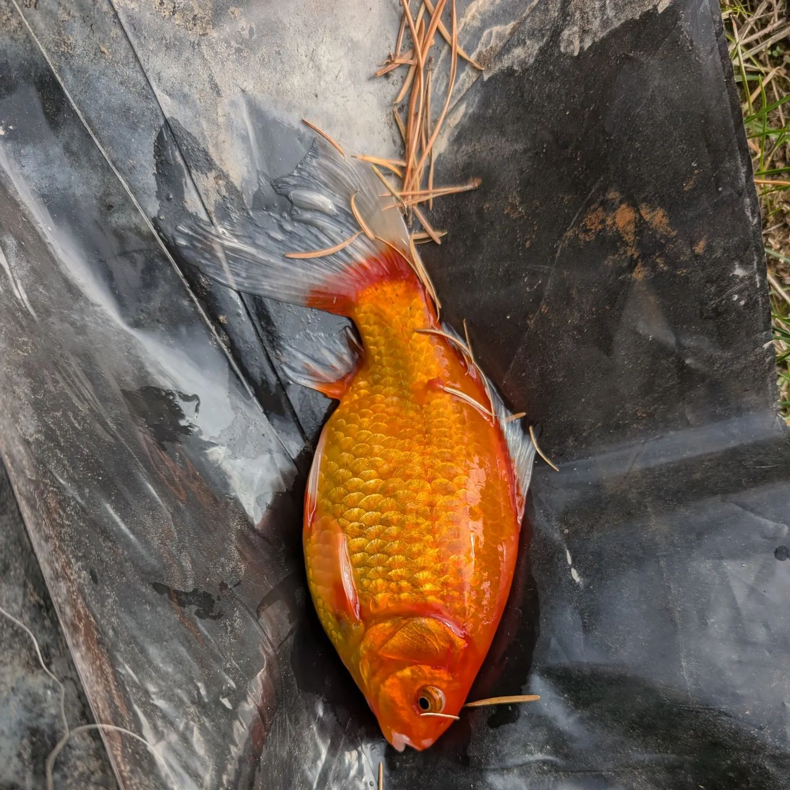 Goldfish caught on Fishbrain