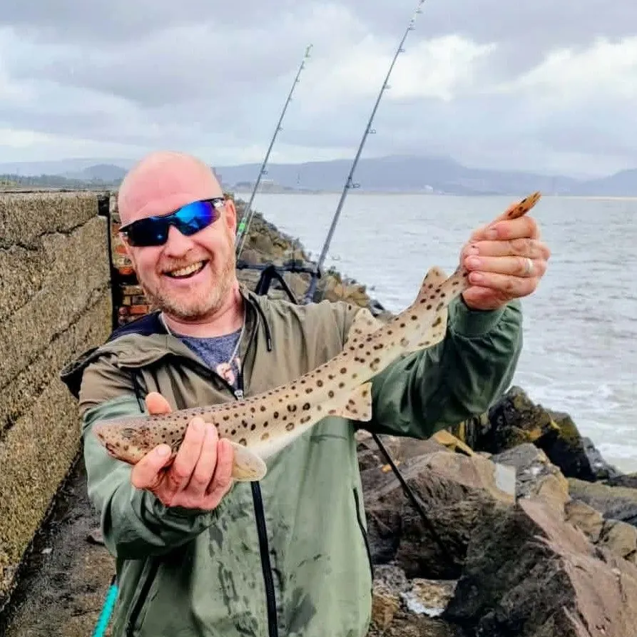Nursehound caught on Fishbrain