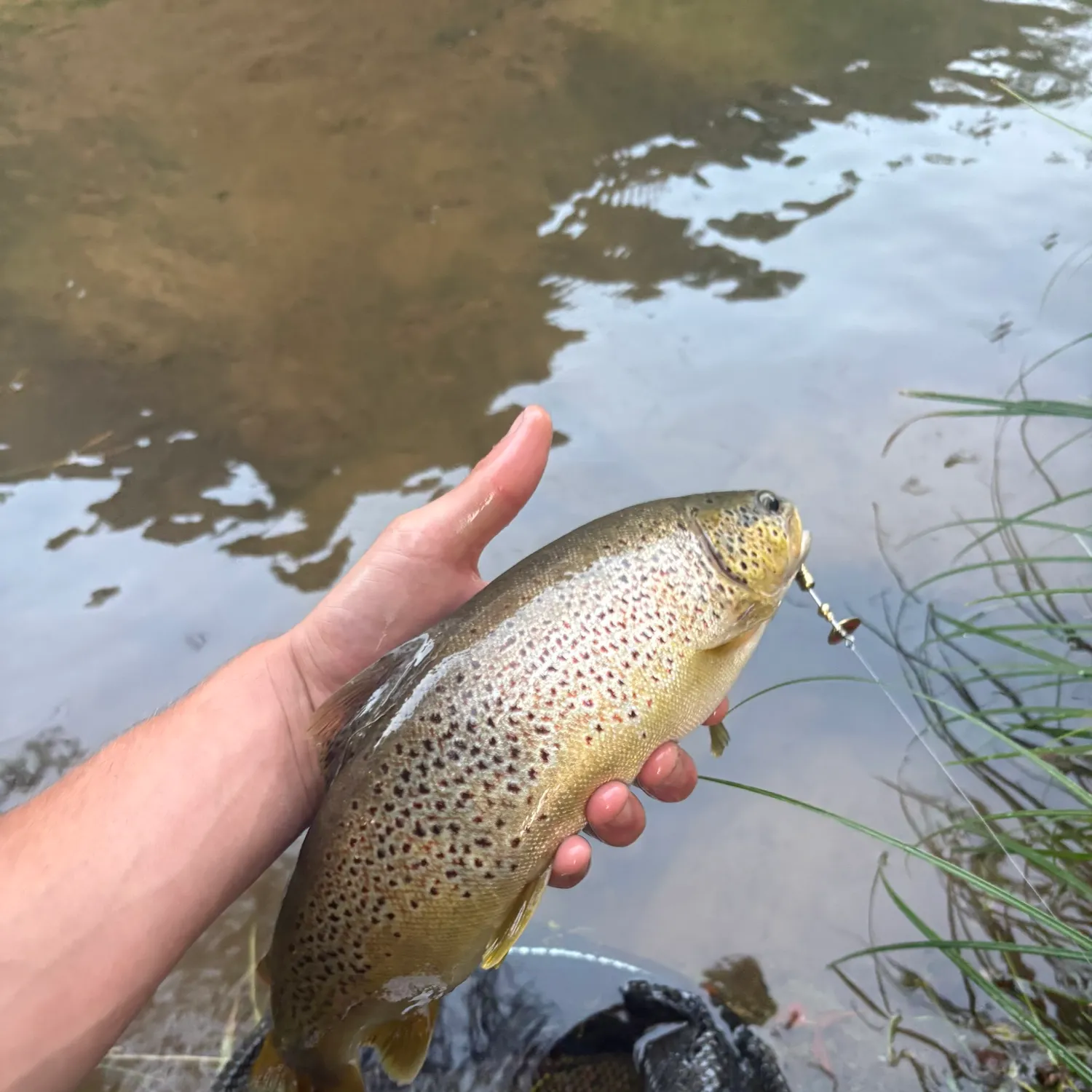 Brown trout caught on Fishbrain