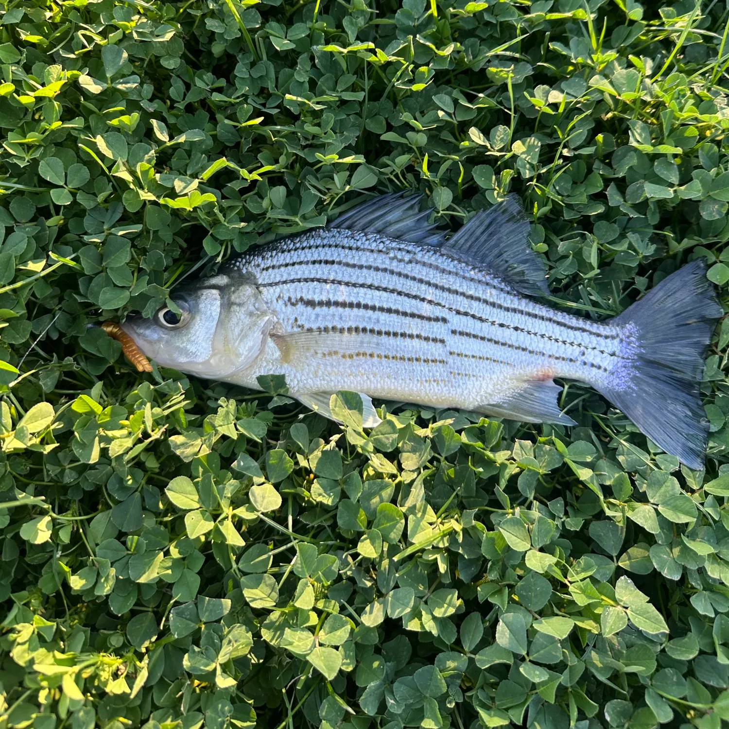 The most recent Yellow bass catches on Fishbrain