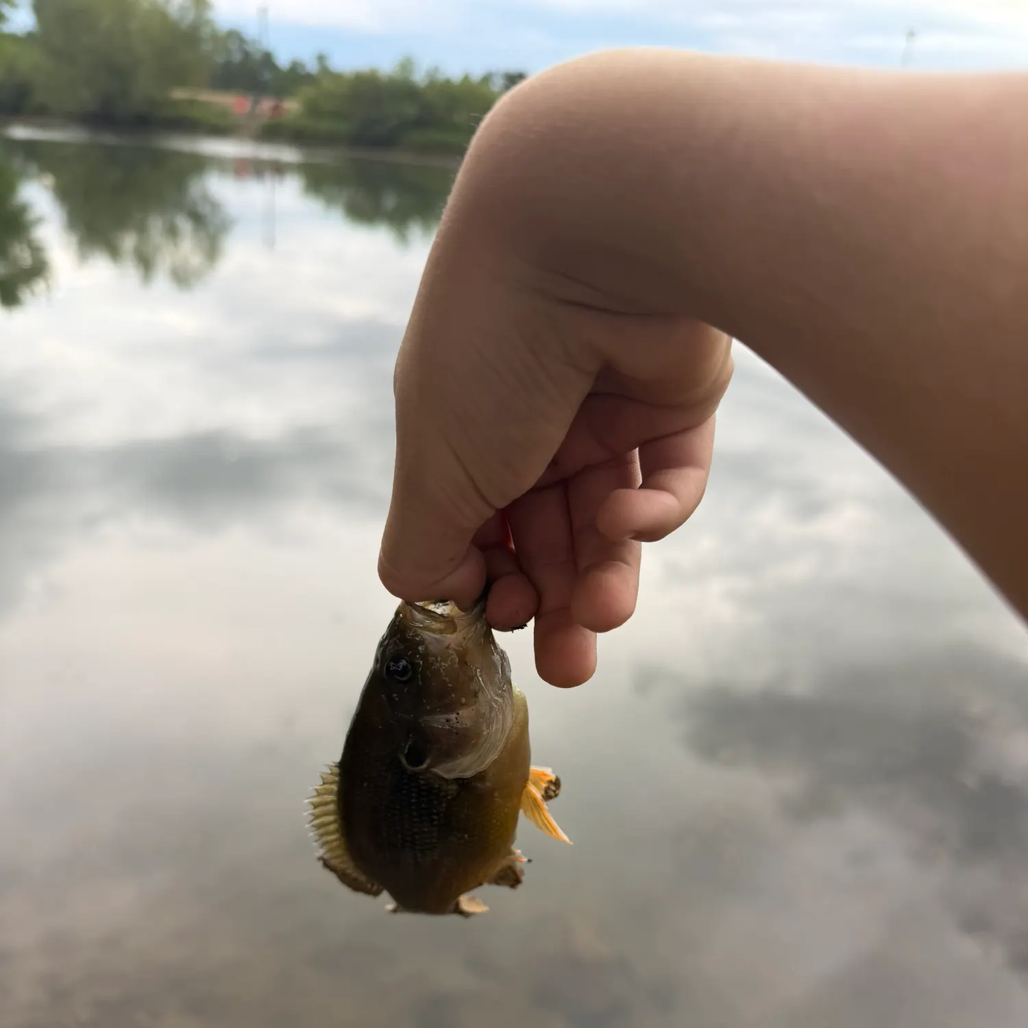 Green sunfish caught on Fishbrain