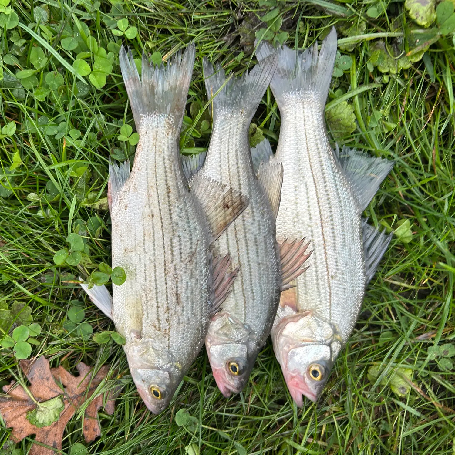 White bass caught on Fishbrain