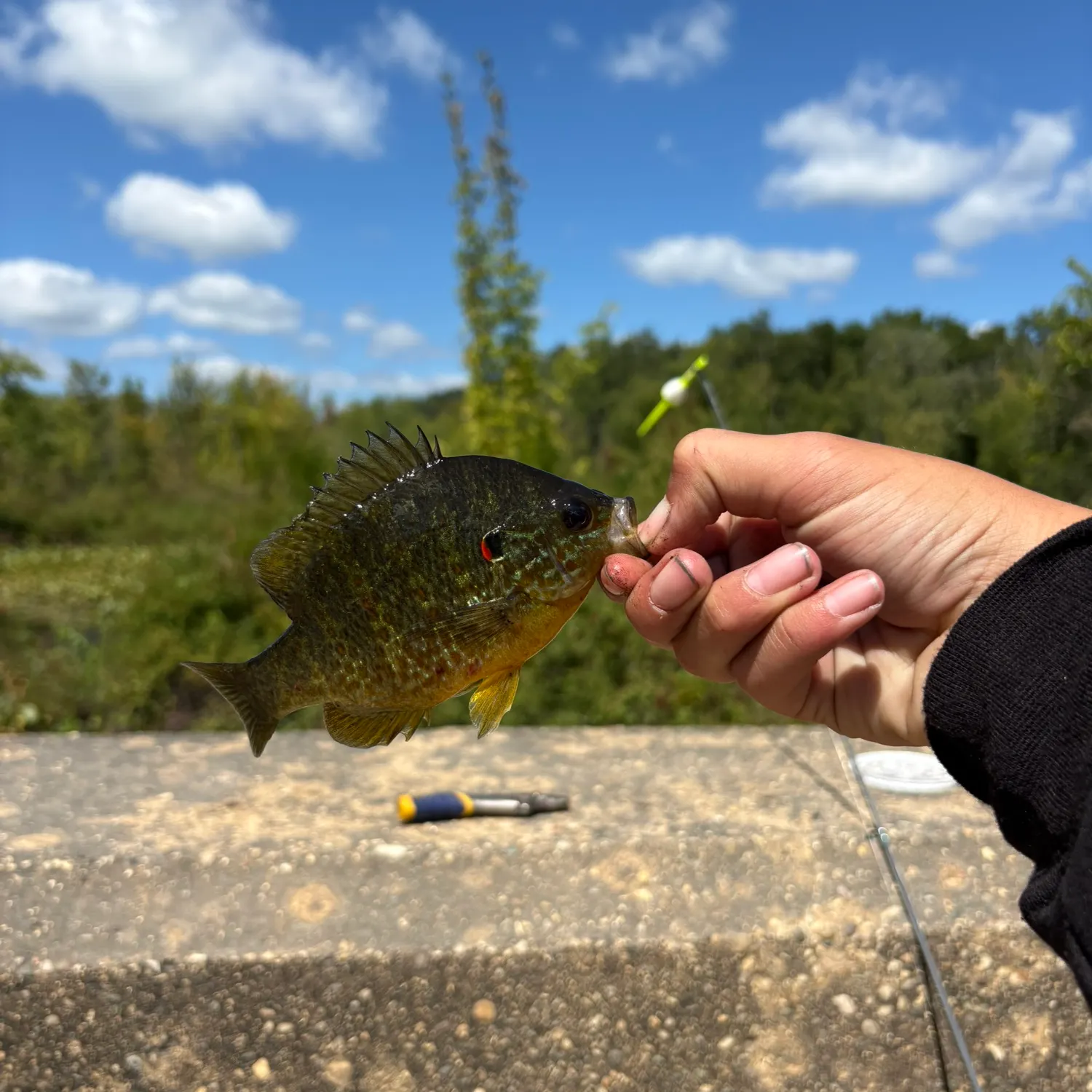 Pumpkinseed caught on Fishbrain