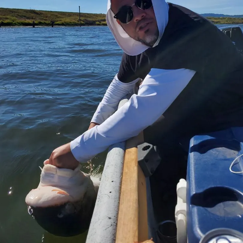 White sturgeon caught on Fishbrain