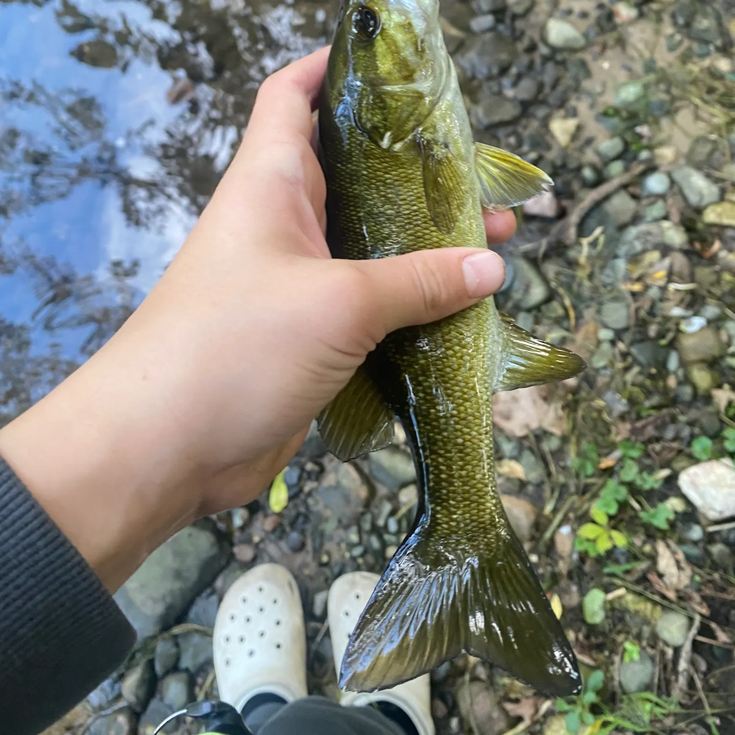 Smallmouth bass caught on Fishbrain