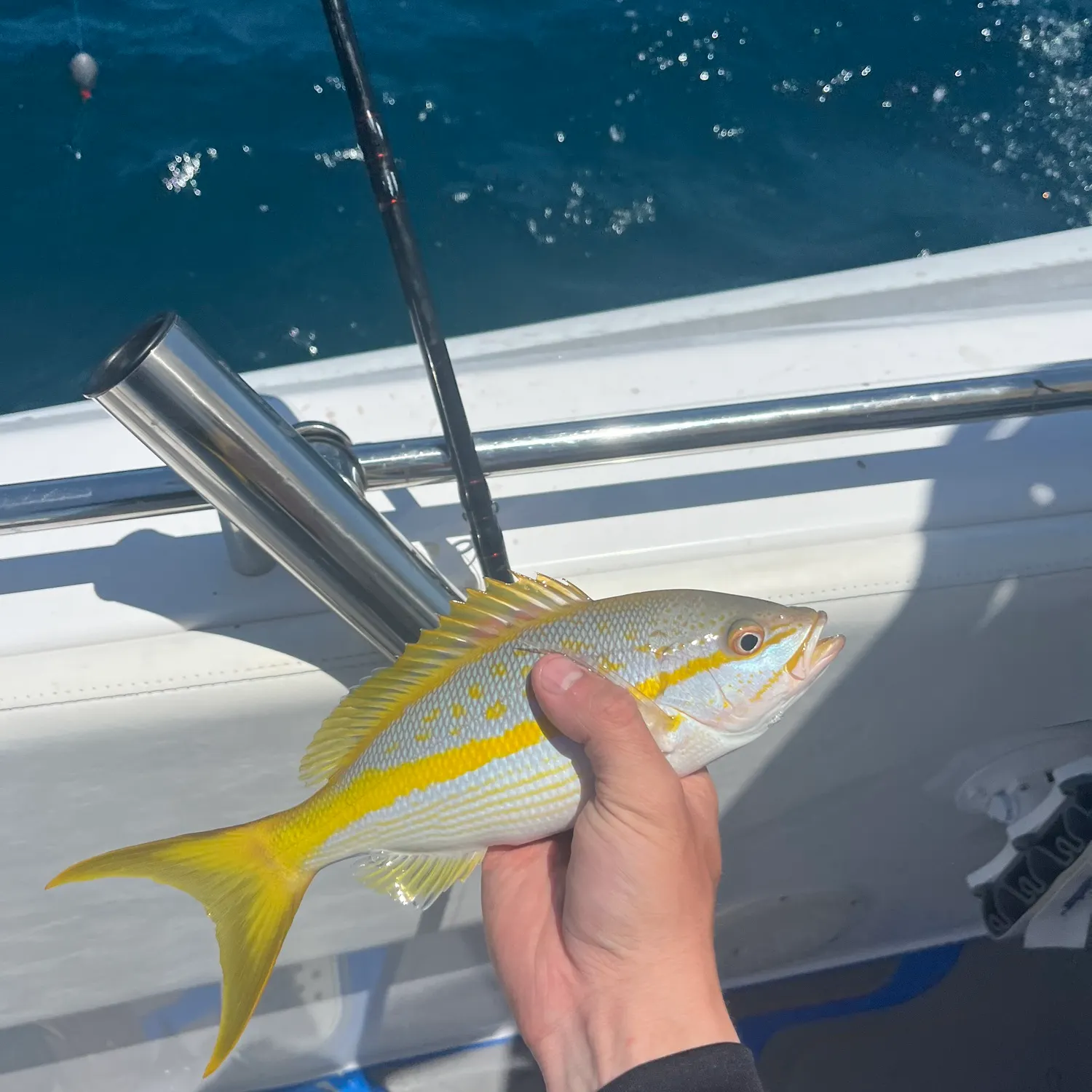 The most recent Yellowtail snapper catches on Fishbrain