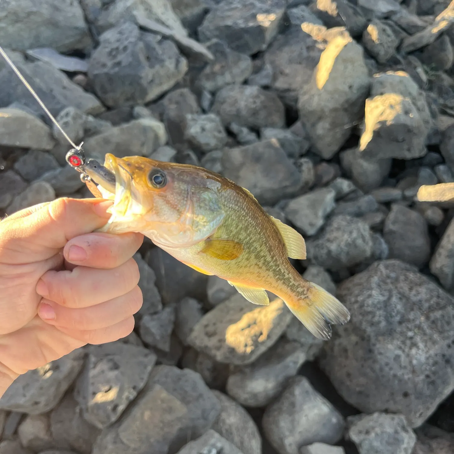 Largemouth bass caught on Fishbrain