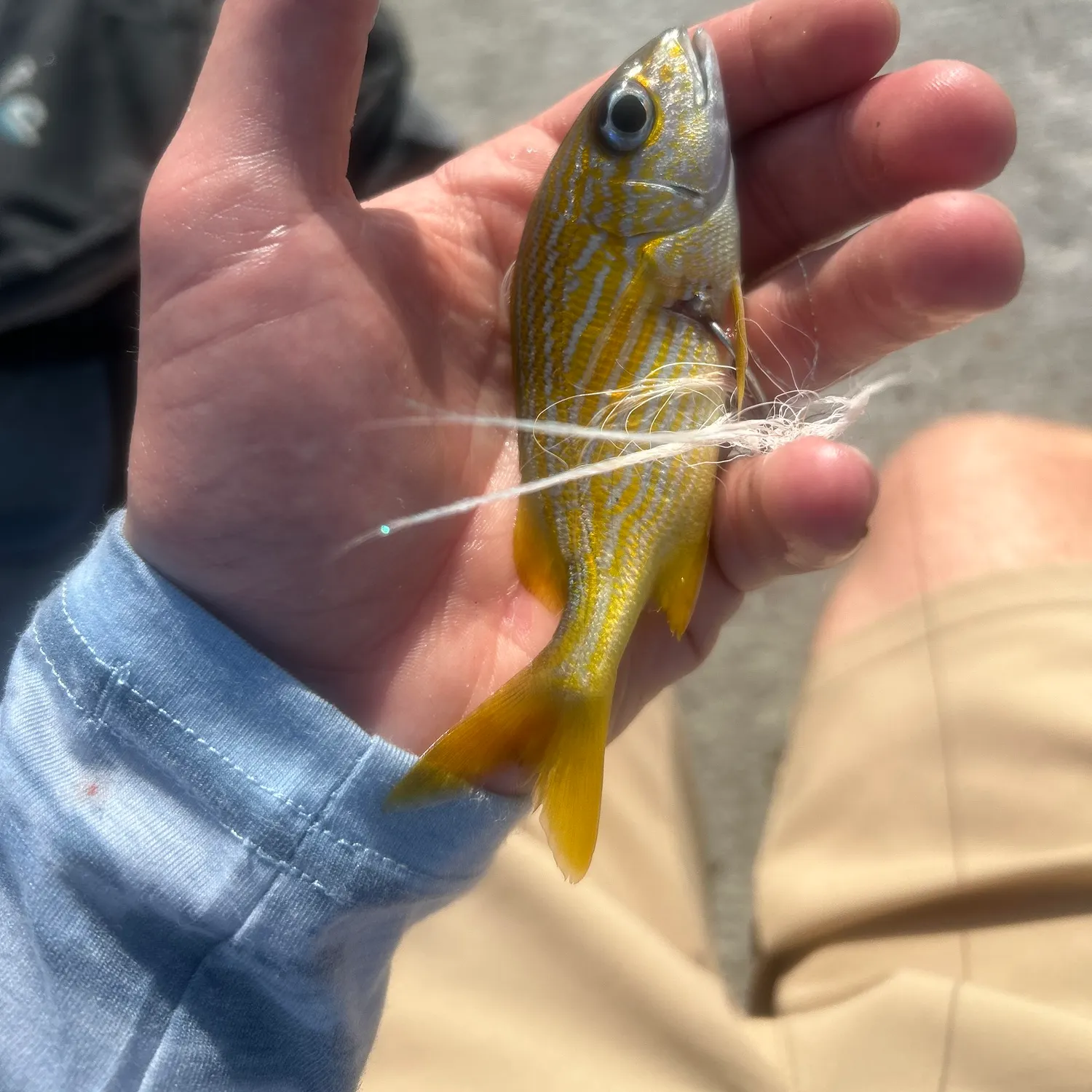 The most recent French grunt catches on Fishbrain