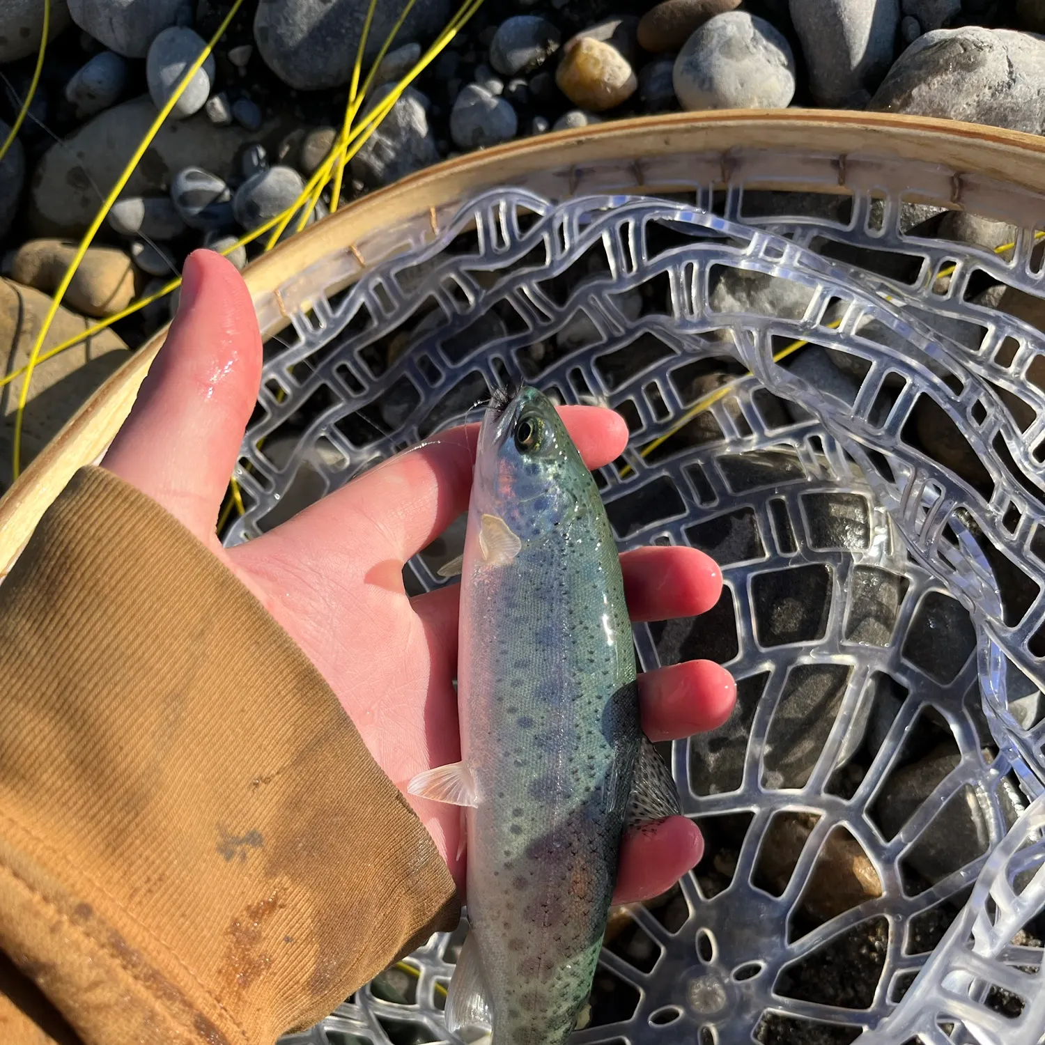 Rainbow trout caught on Fishbrain