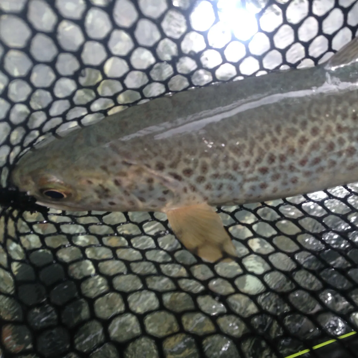 The most recent Marble trout catches on Fishbrain