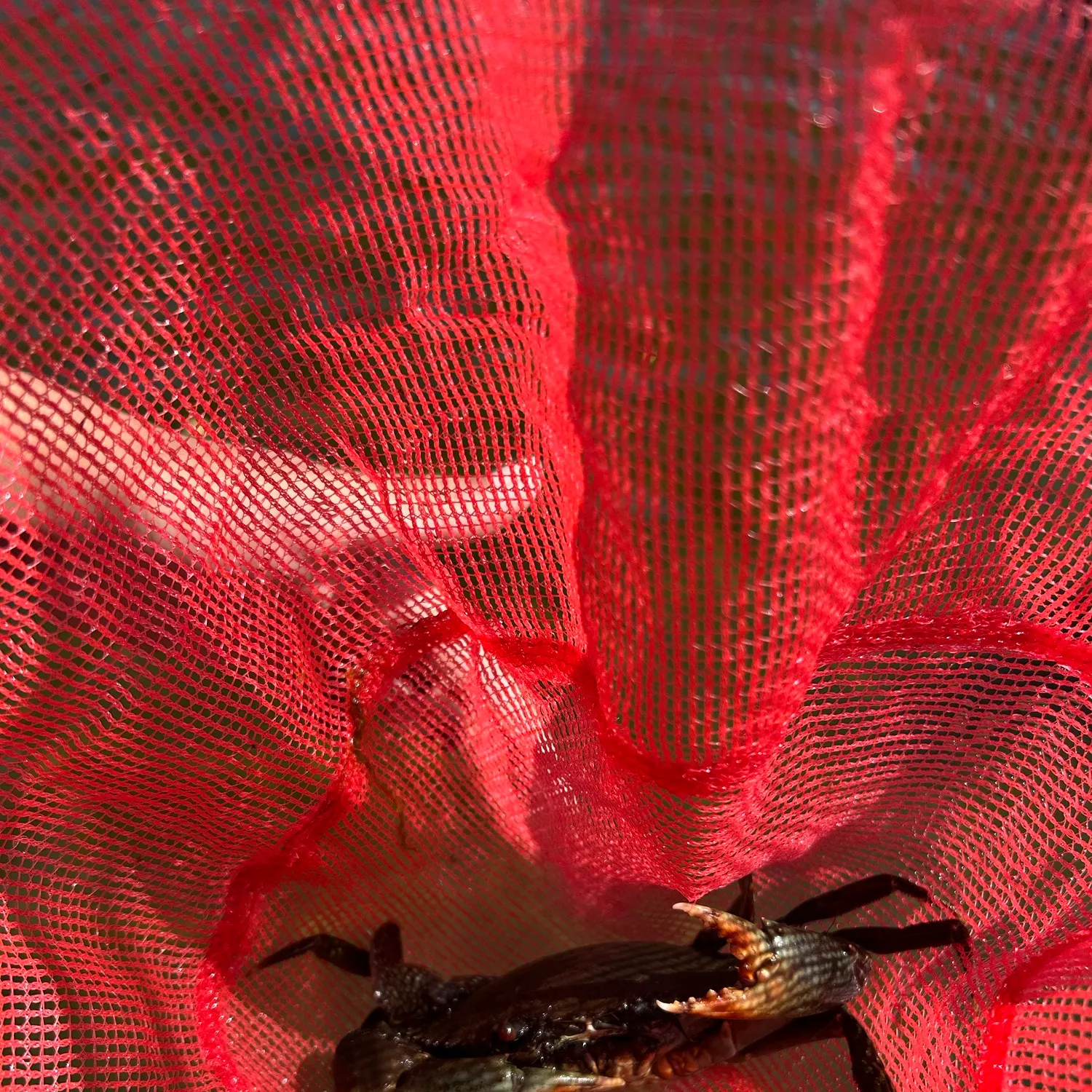 The most recent Giant mud crab catches on Fishbrain