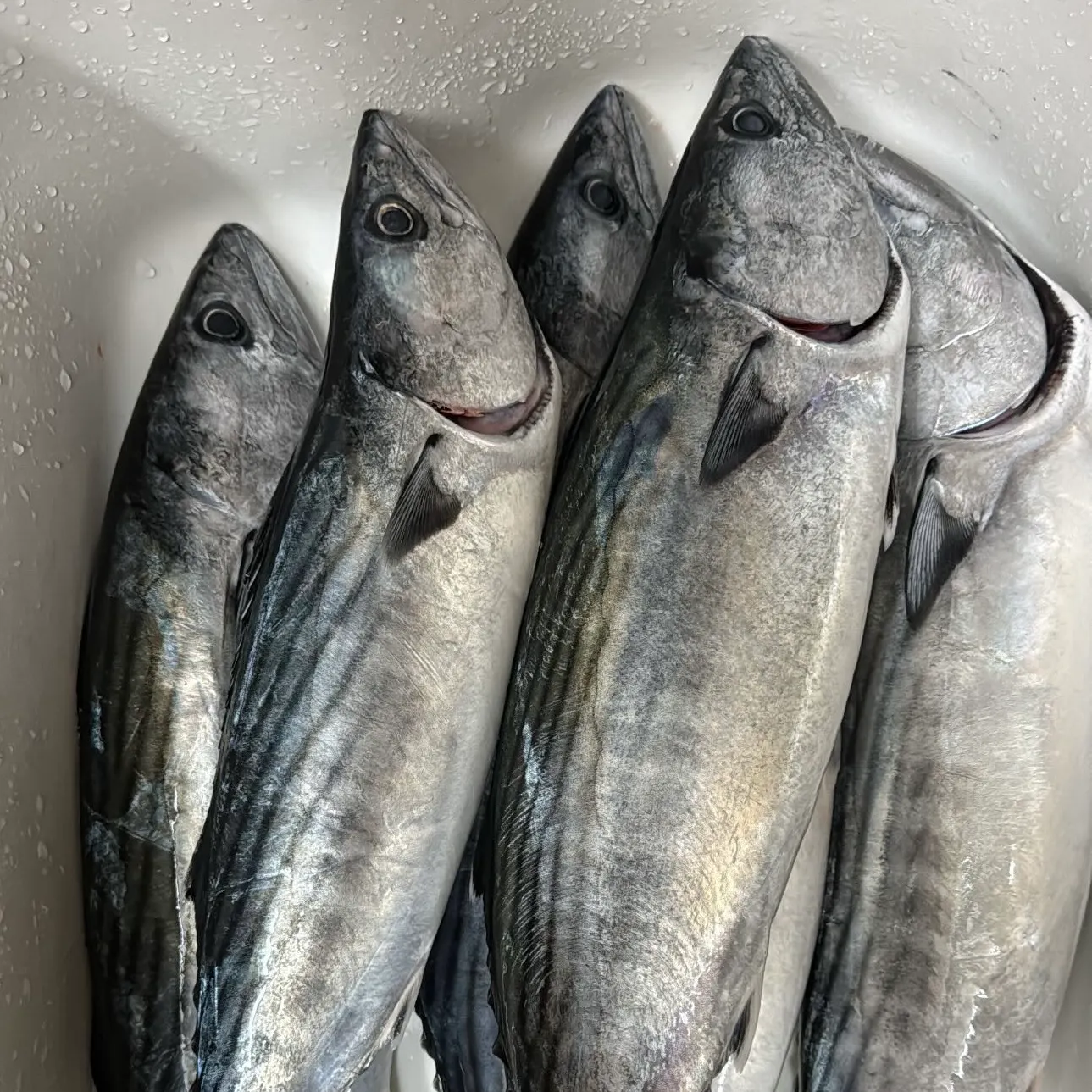 The most recent Pacific bonito catches on Fishbrain