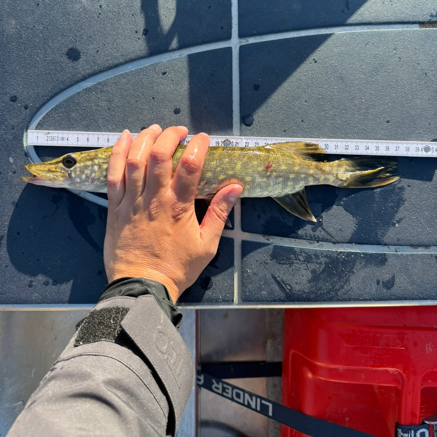 Northern pike caught on Fishbrain
