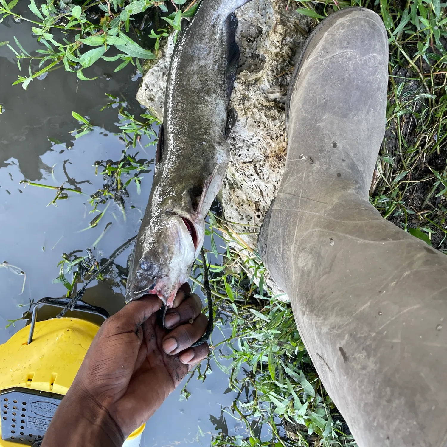 catch