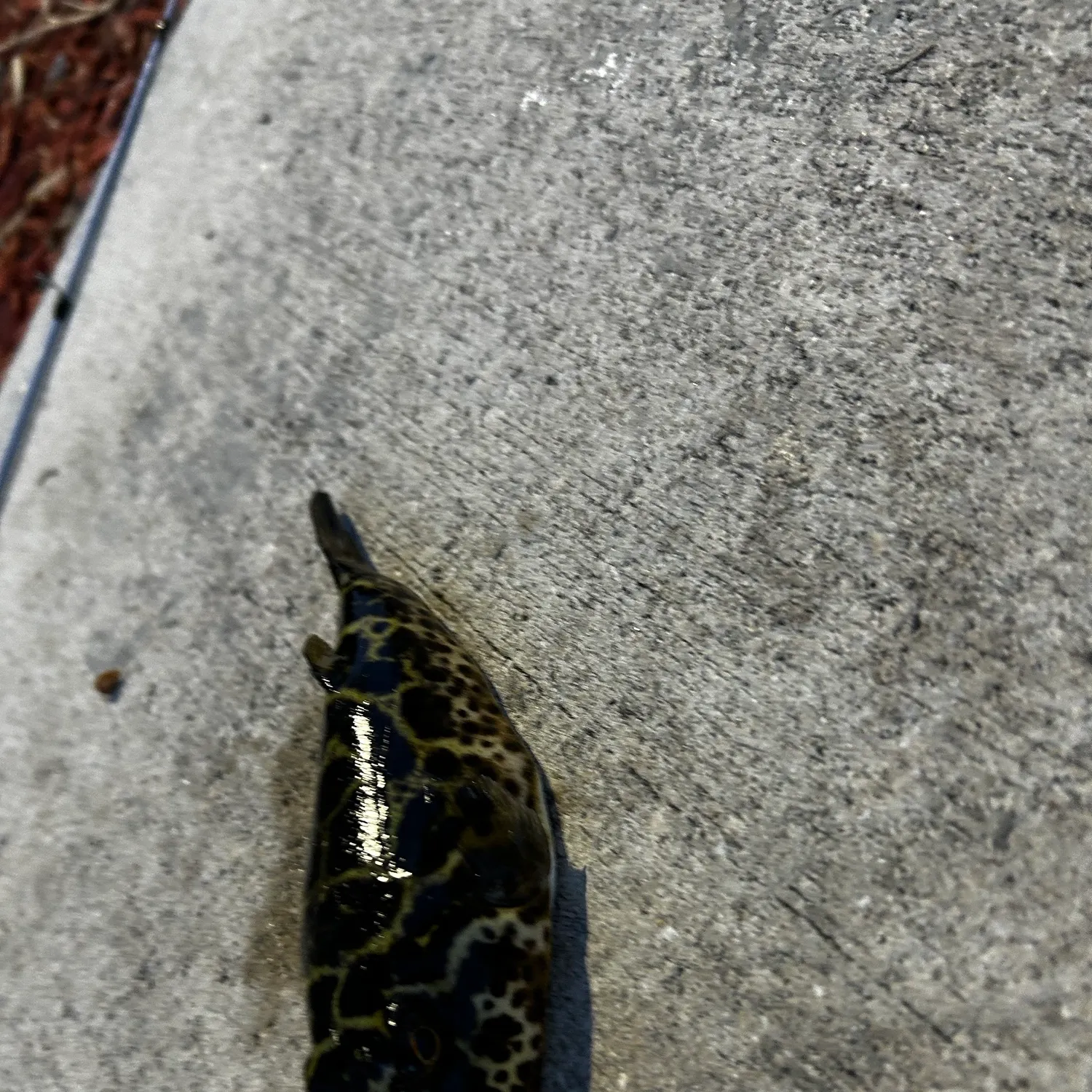 The most recent Checkered puffer catches on Fishbrain