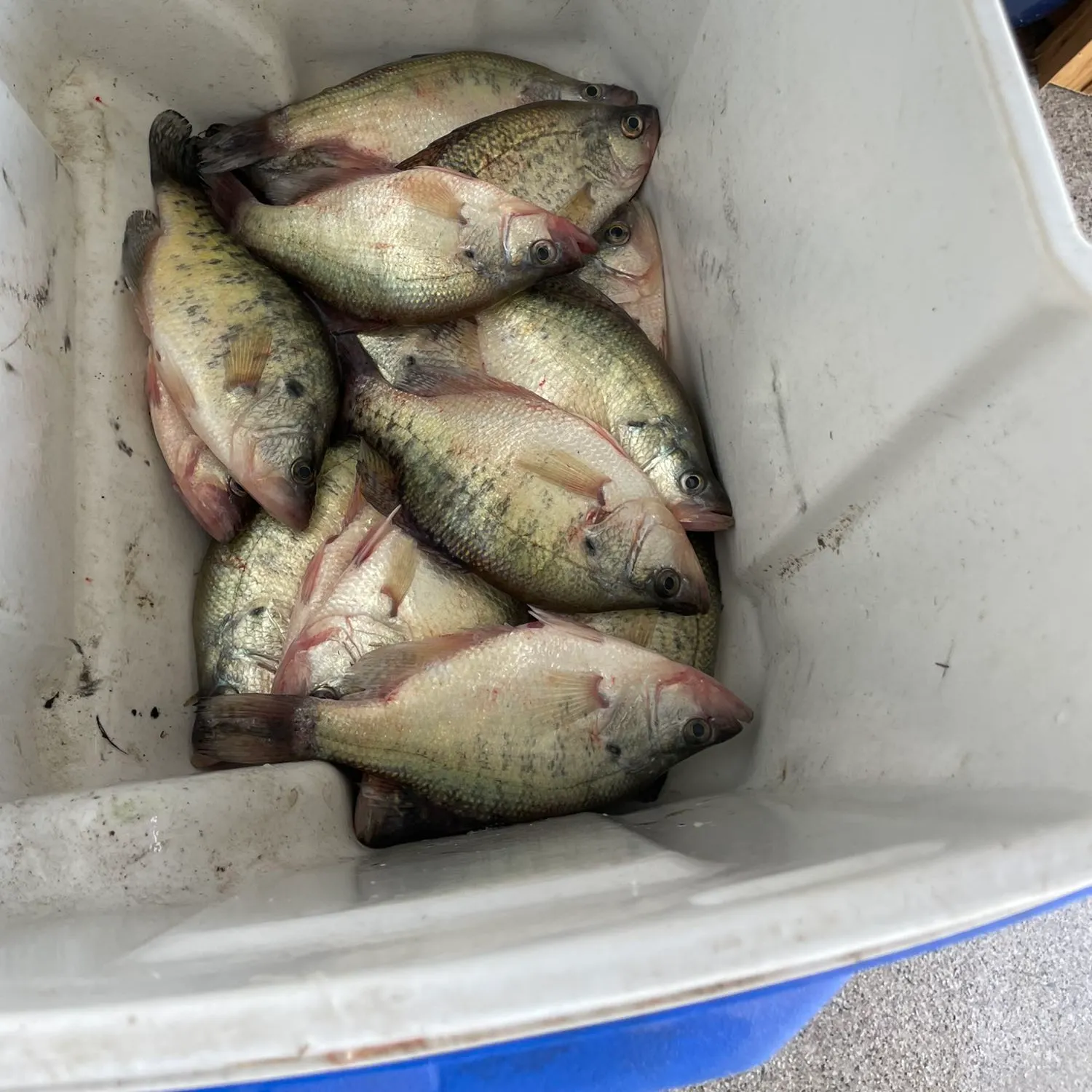 recently logged catches