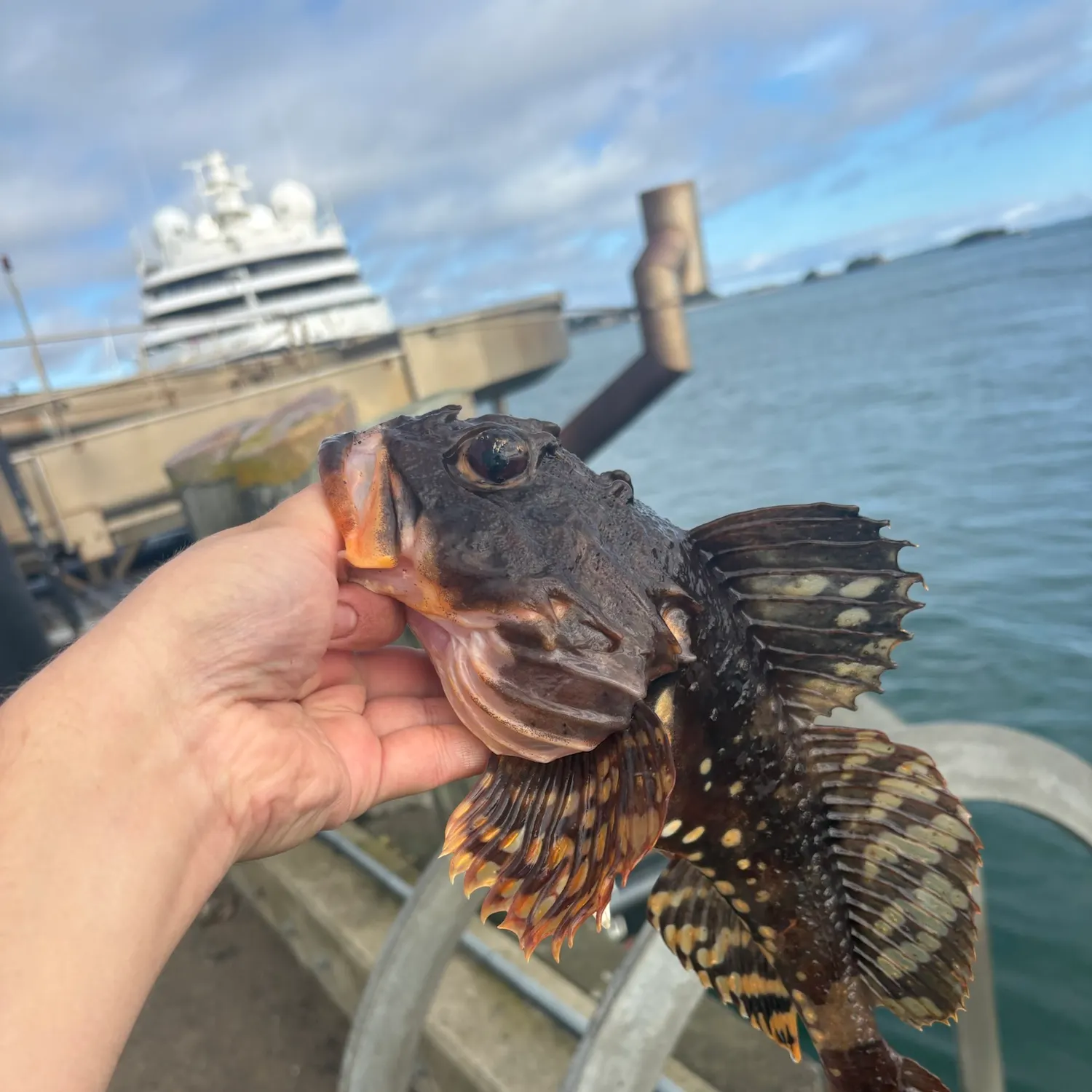Shorthorn sculpin caught on Fishbrain