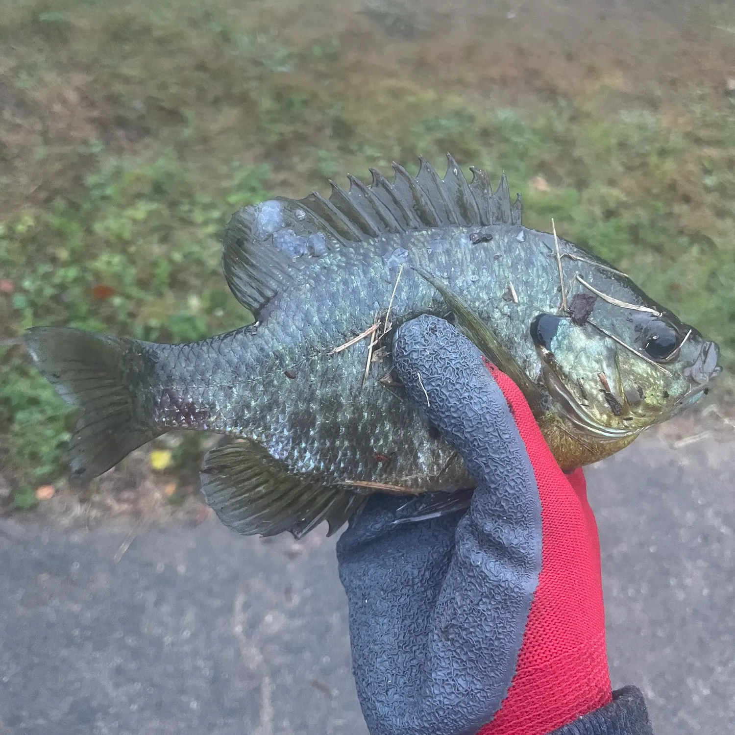 Bluegill caught on Fishbrain