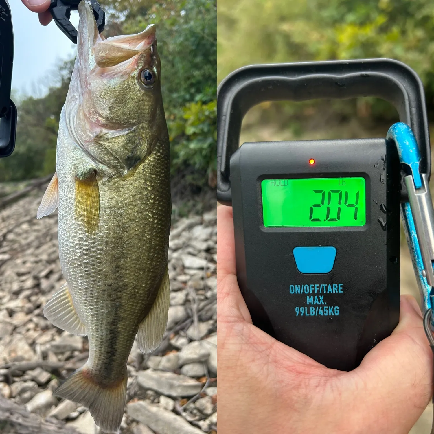 Largemouth bass caught on Fishbrain