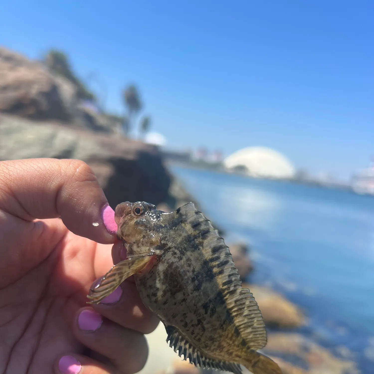 The most recent Bay blenny catches on Fishbrain