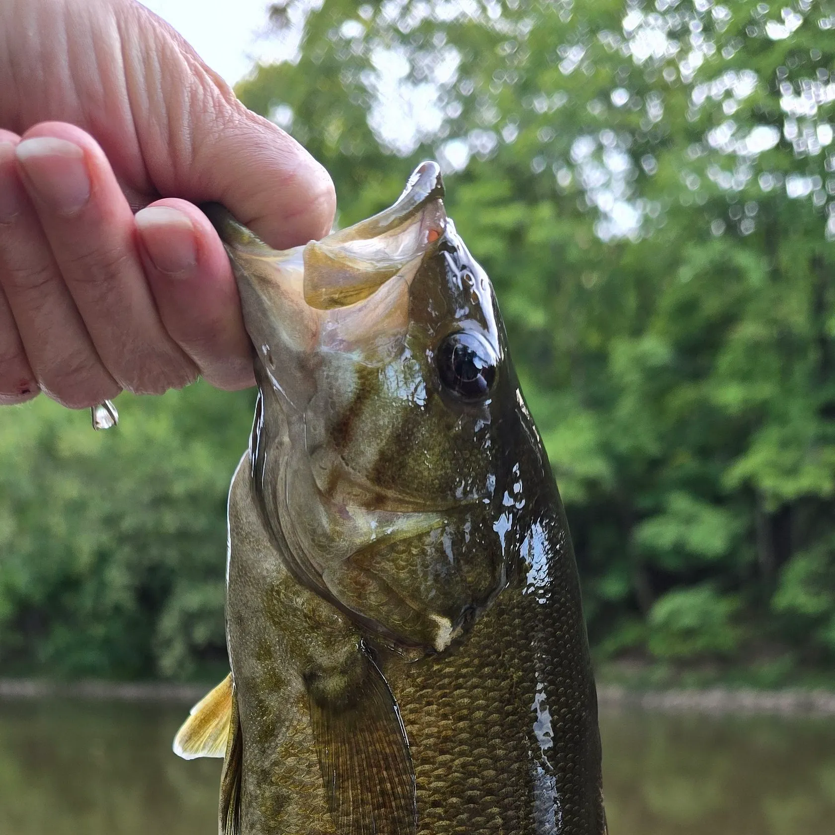Smallmouth bass caught on Fishbrain