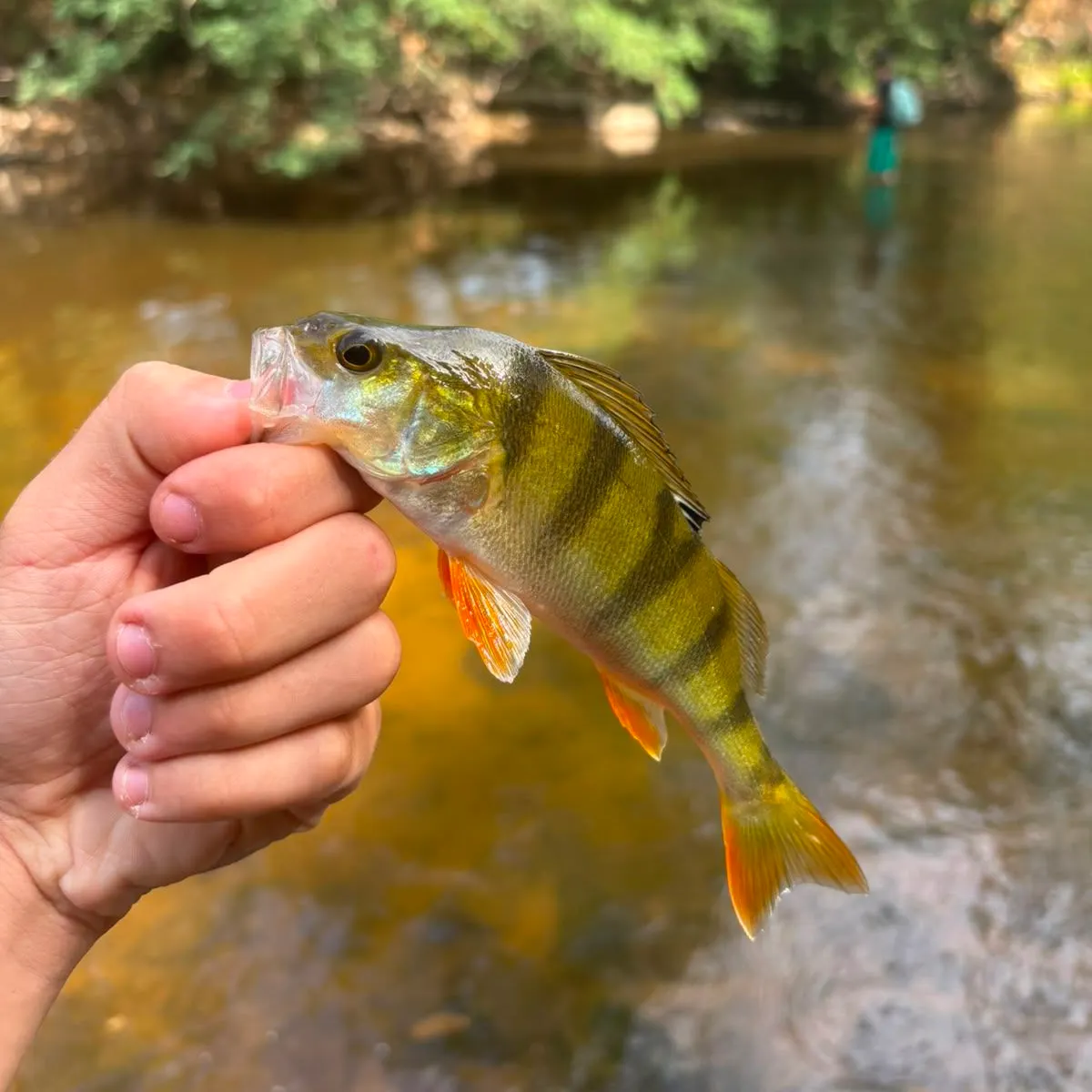 European perch caught on Fishbrain