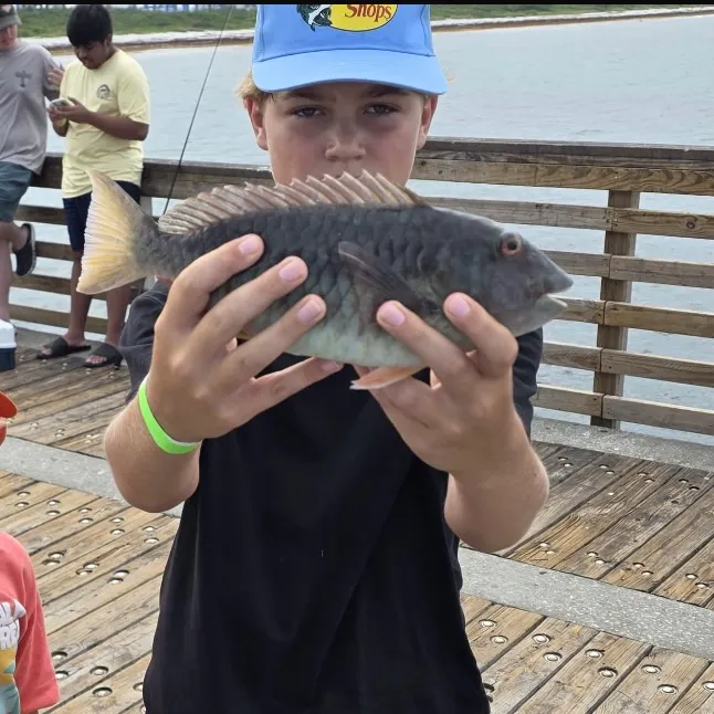 The most recent Red parrotfish catches on Fishbrain