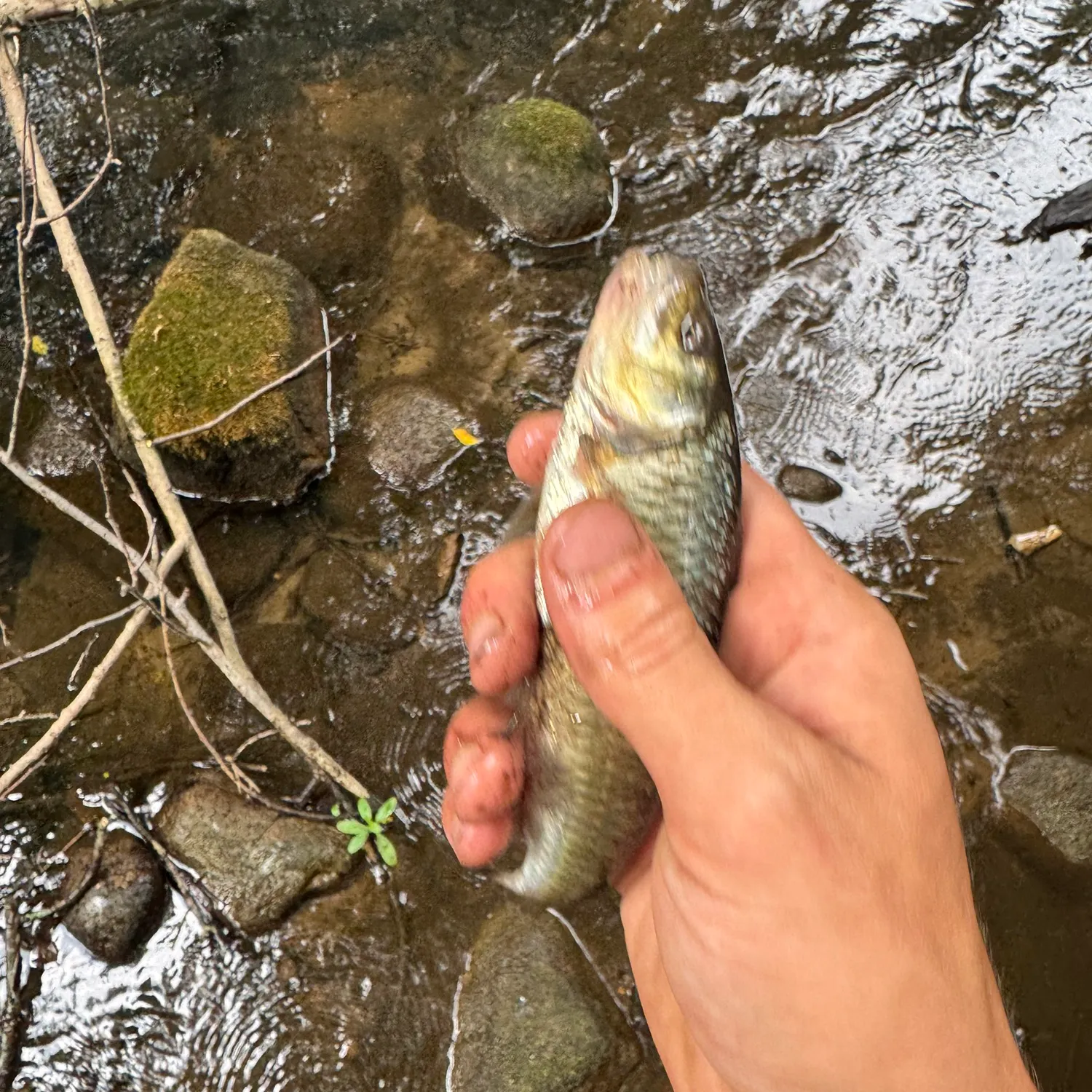 Striped shiner caught on Fishbrain