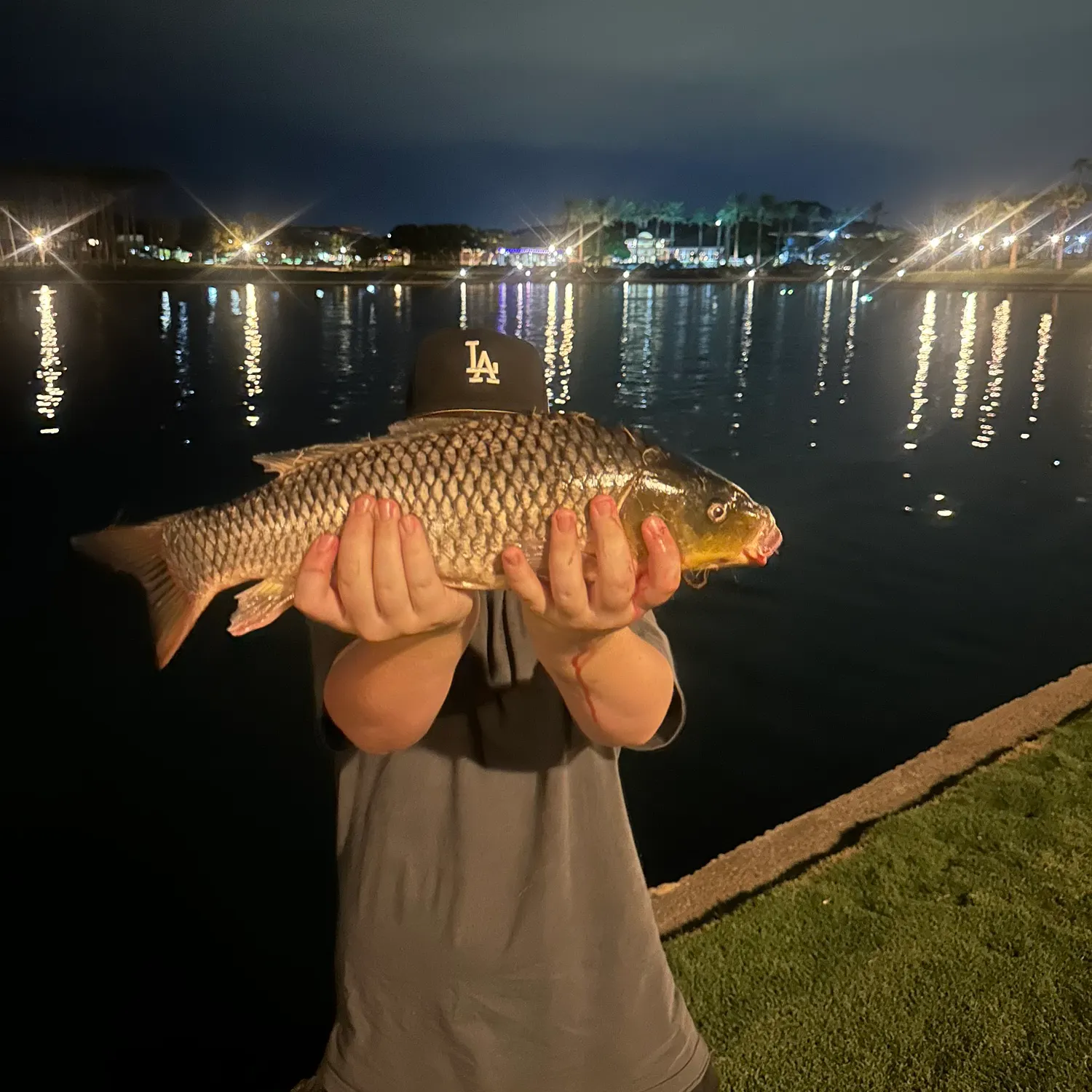 Common carp caught on Fishbrain