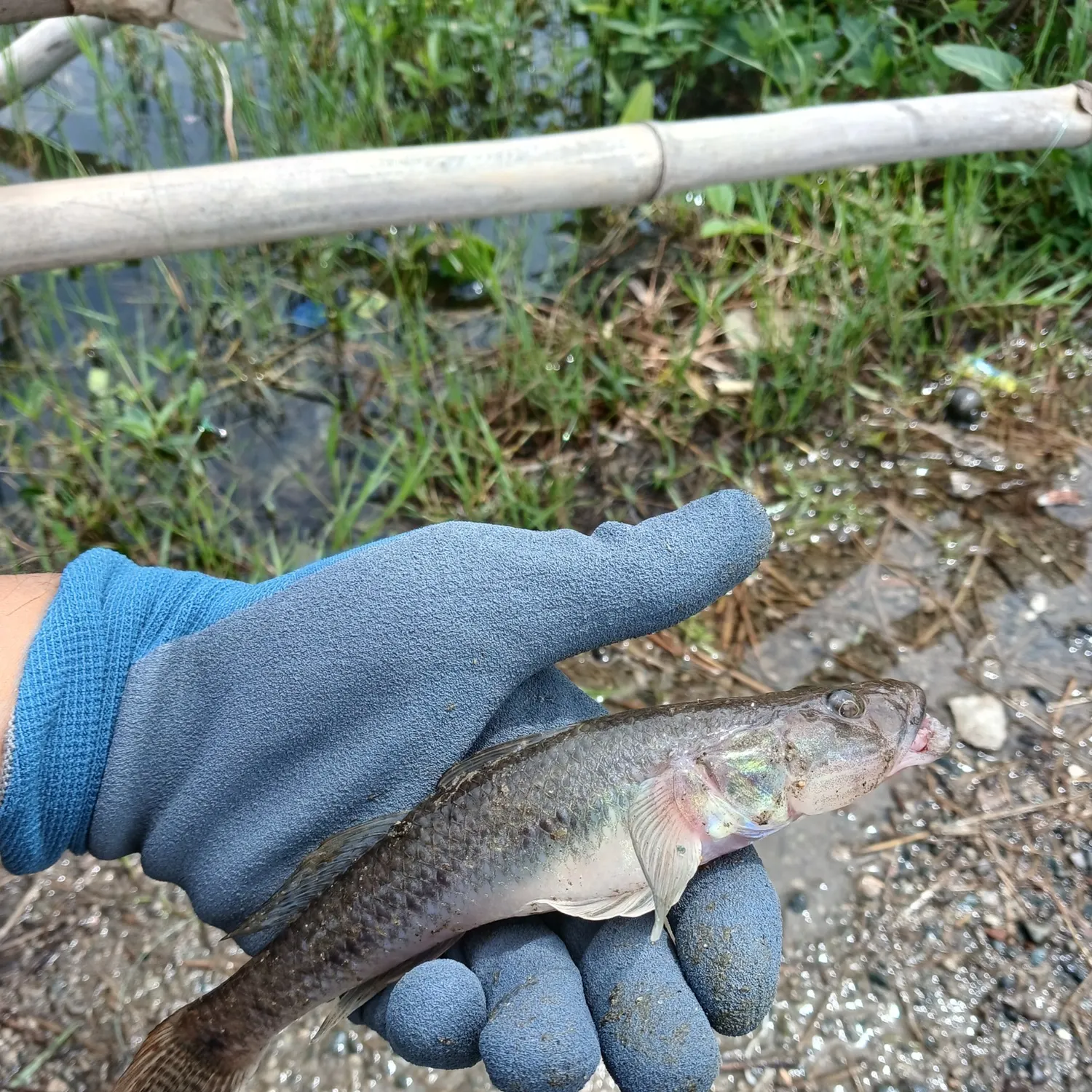 The most recent Golden tank goby catches on Fishbrain