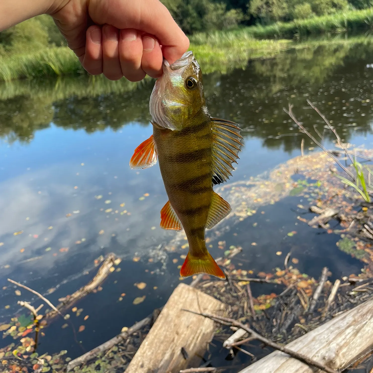 European perch caught on Fishbrain