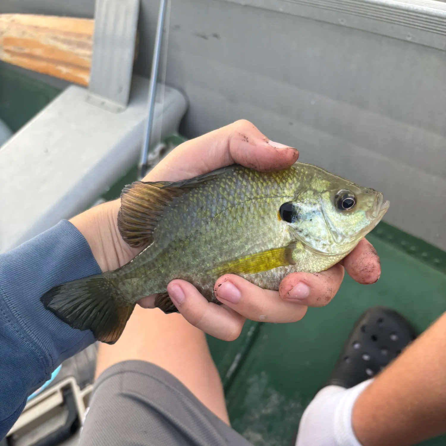Redear sunfish caught on Fishbrain