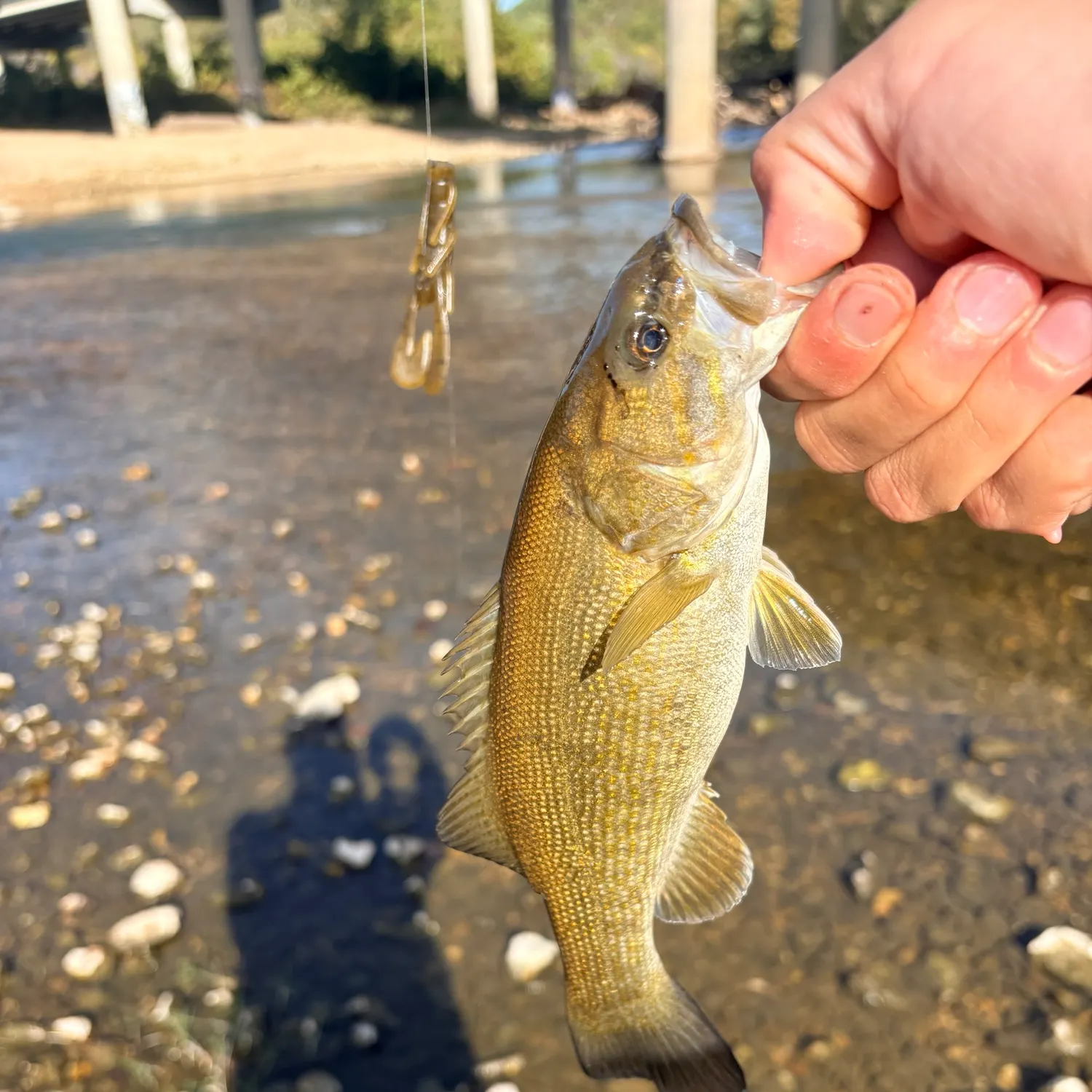 Smallmouth bass caught on Fishbrain