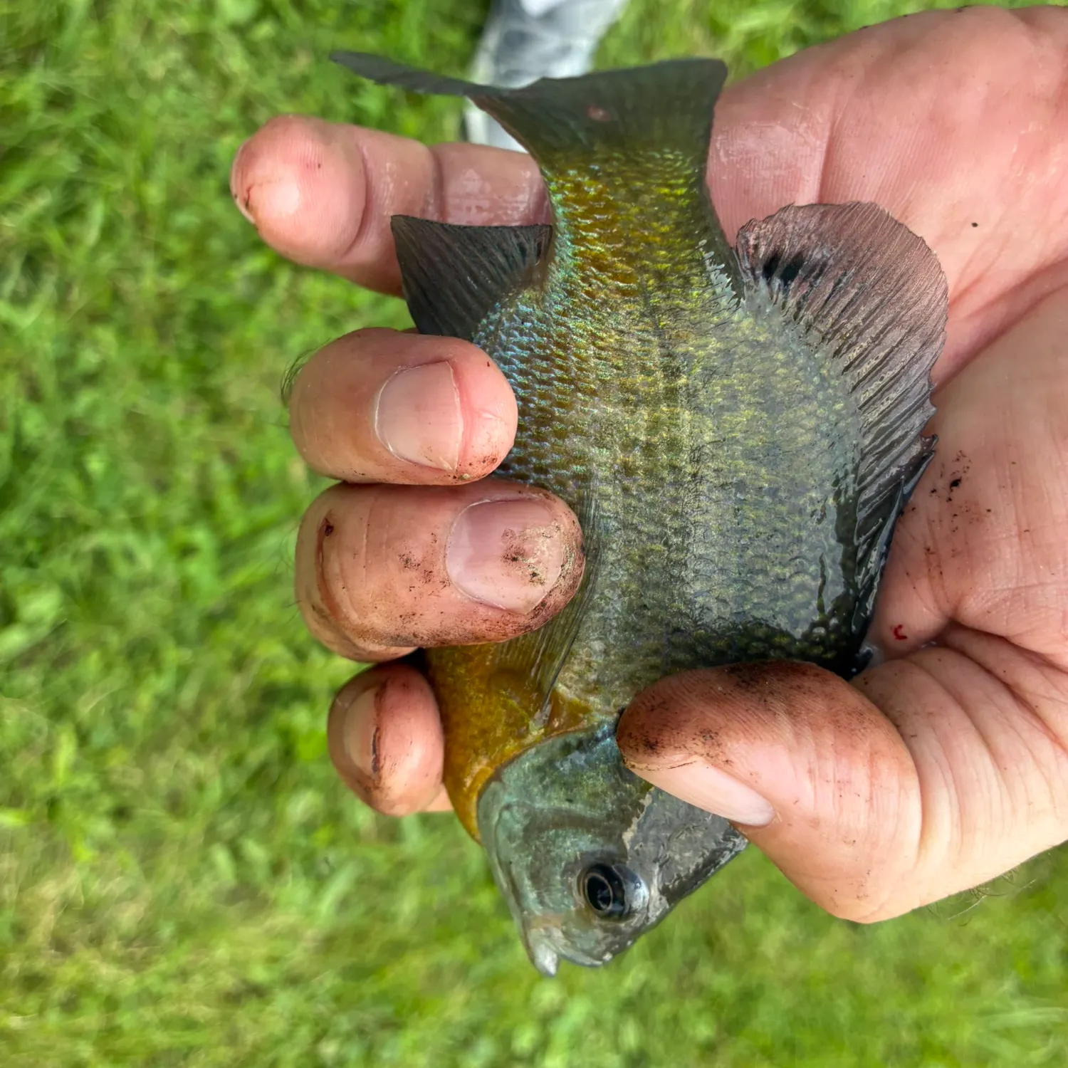 Bluegill caught on Fishbrain