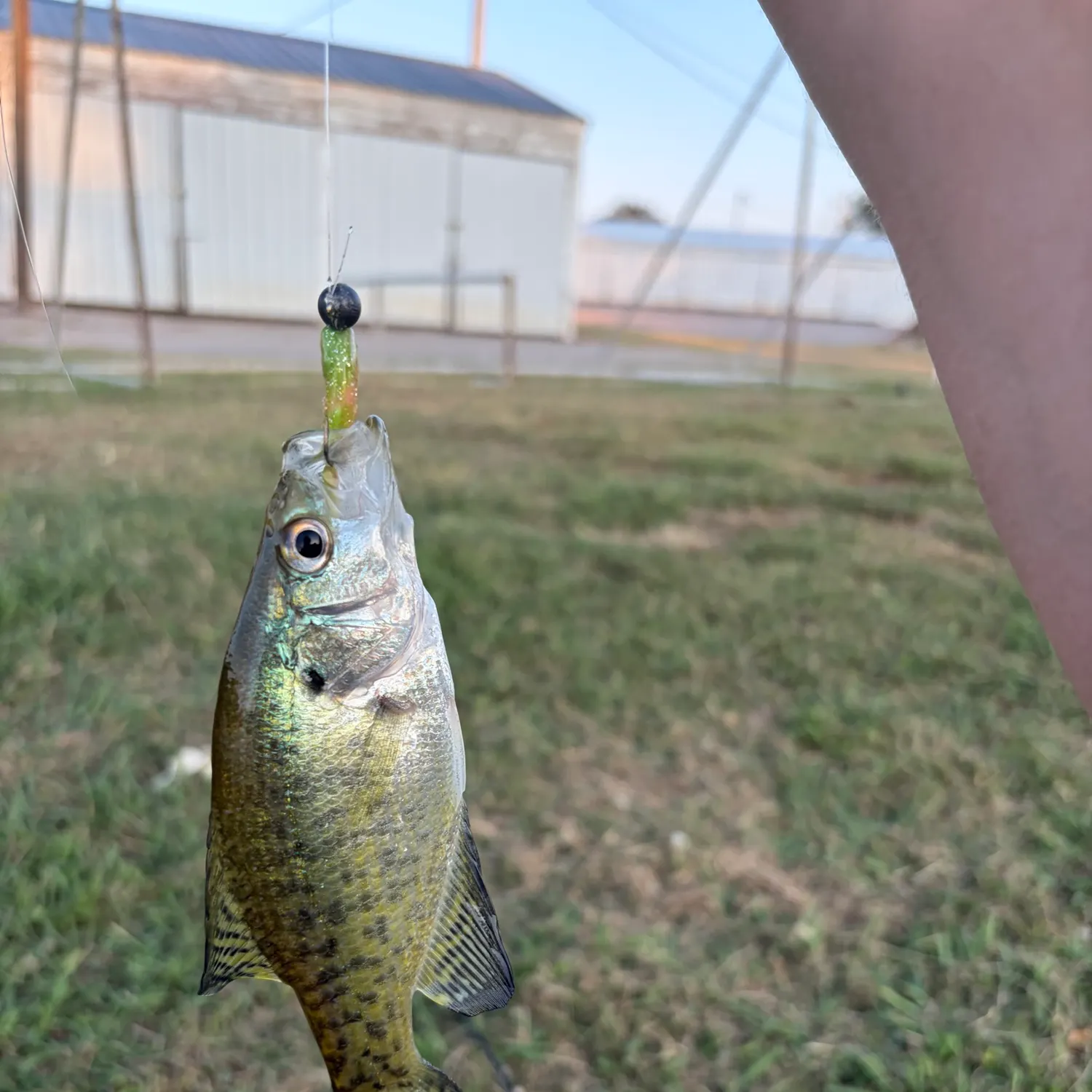 White crappie caught on Fishbrain