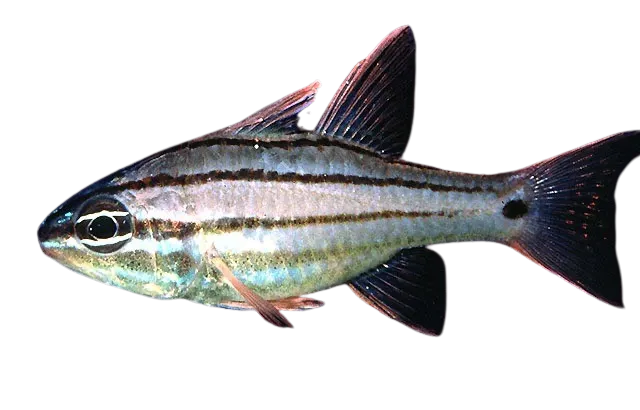 Doederlein's cardinalfish