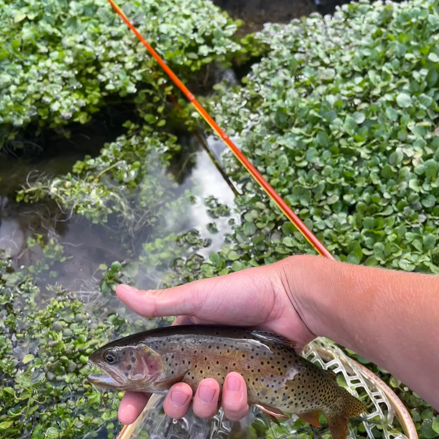 Bear River cutthroat trout caught on Fishbrain