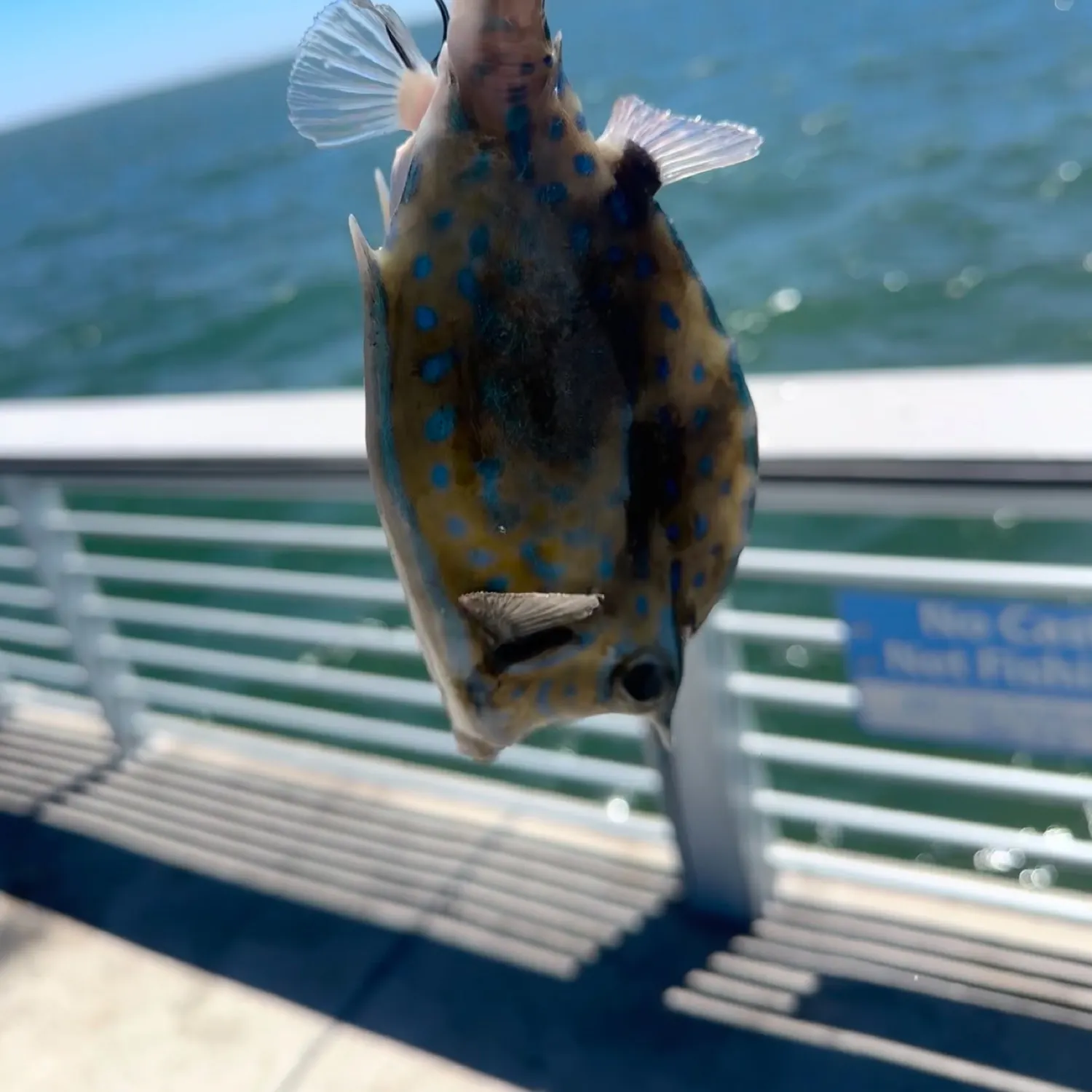 The most recent Roundbelly cowfish catches on Fishbrain
