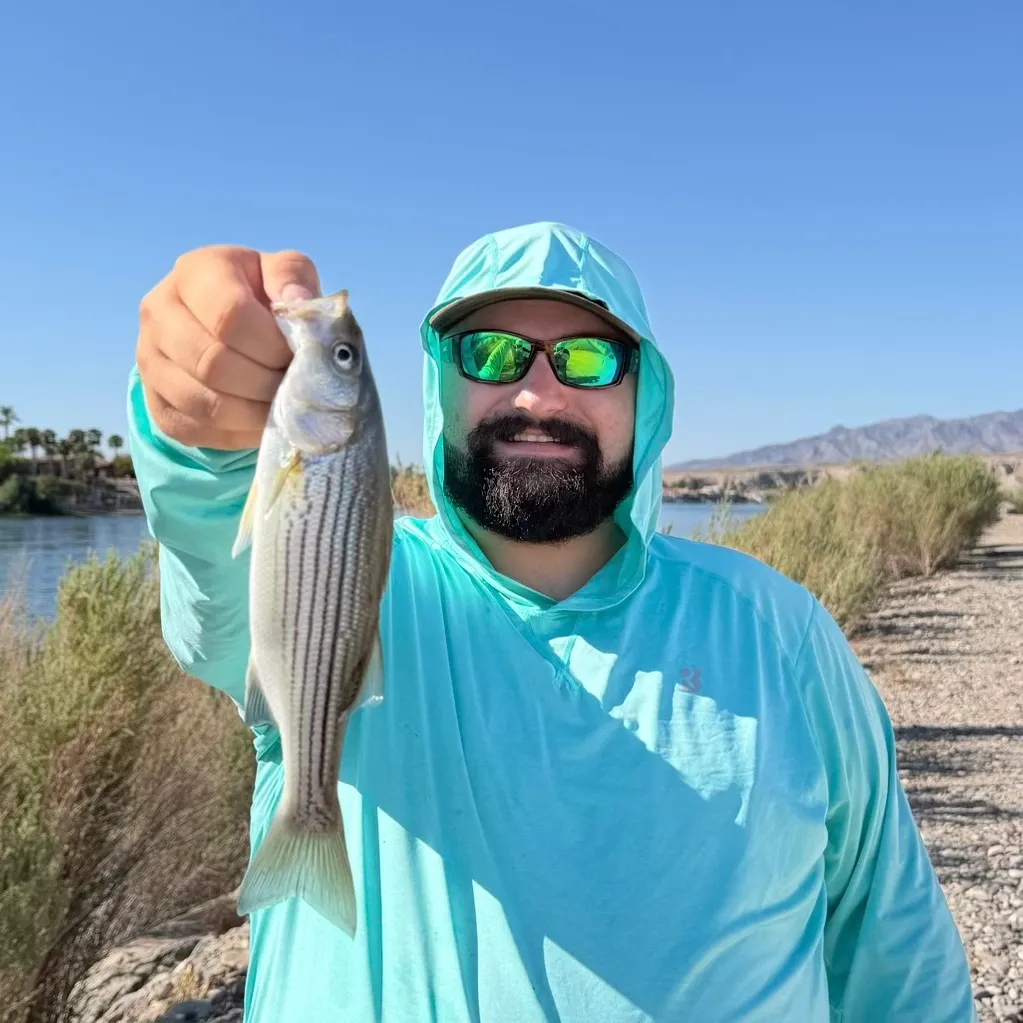 Striped bass caught on Fishbrain