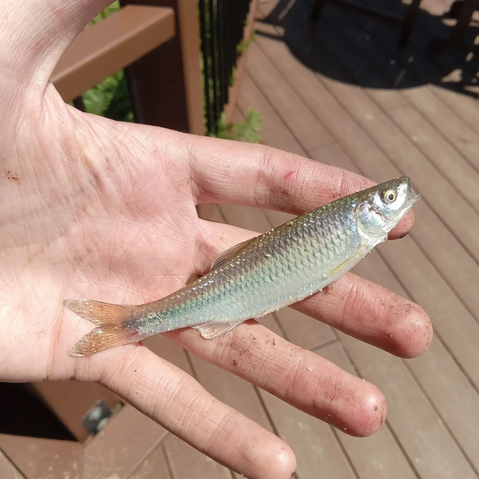 The most recent Spotfin shiner catches on Fishbrain