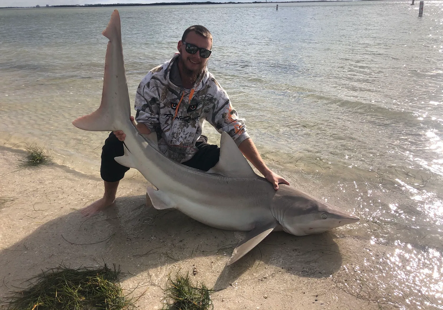 Sandbar shark