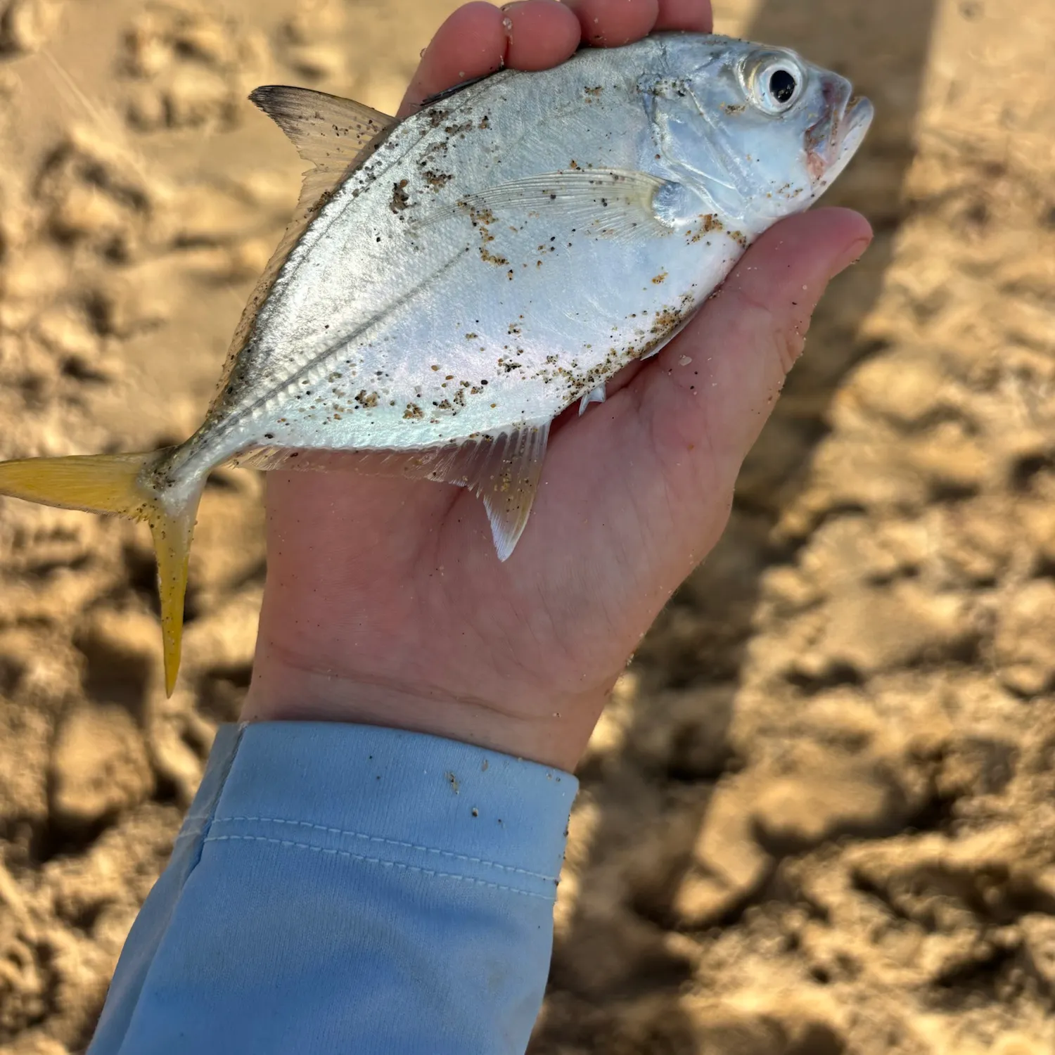 Yellow jack caught on Fishbrain
