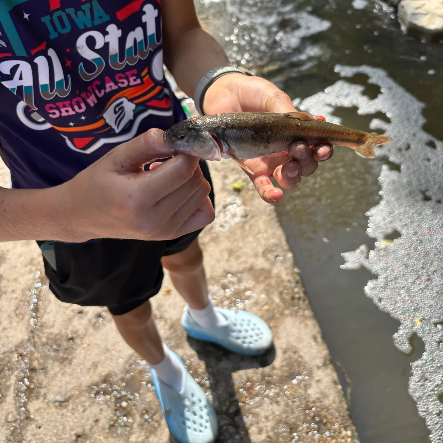 Creek chub caught on Fishbrain