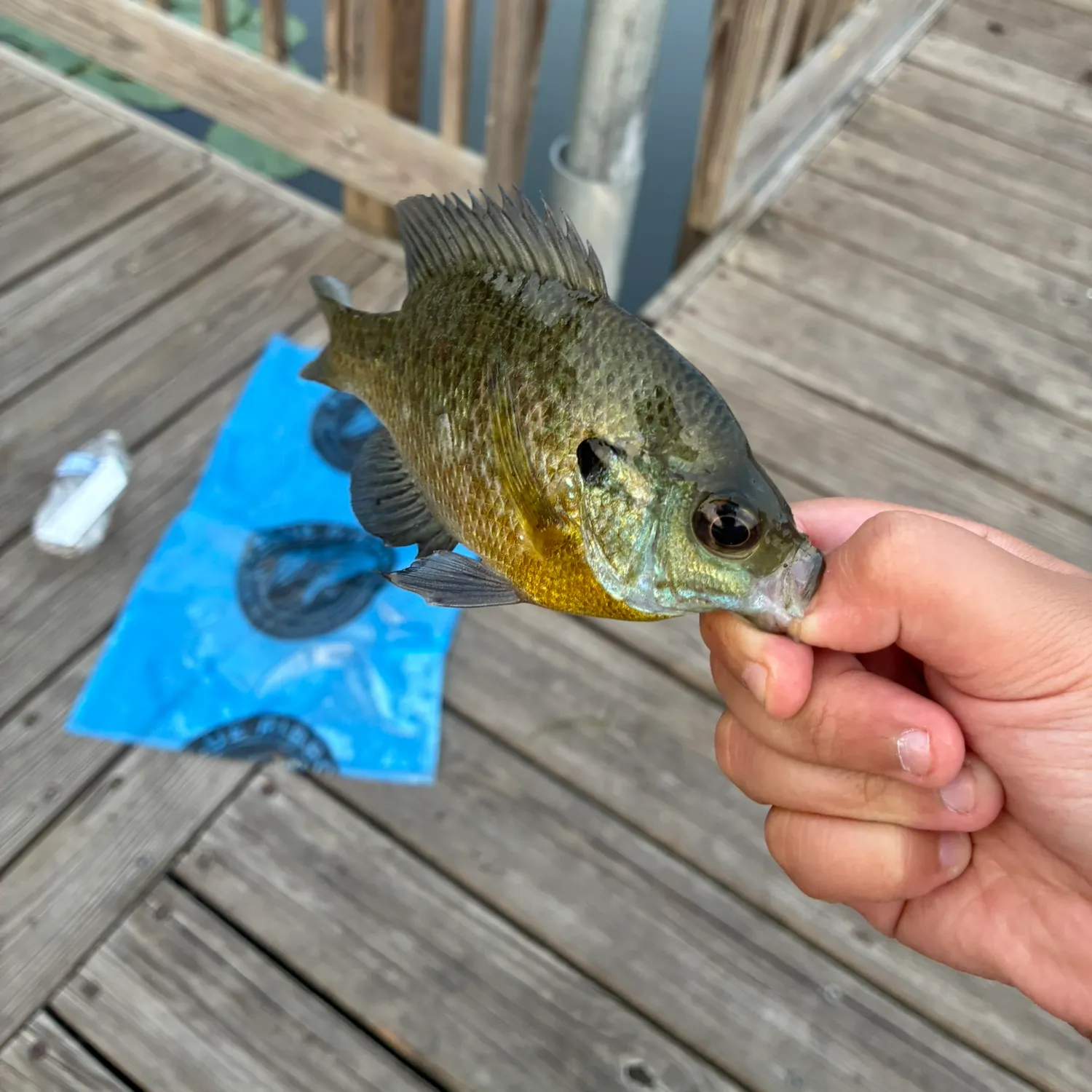 Bluegill caught on Fishbrain