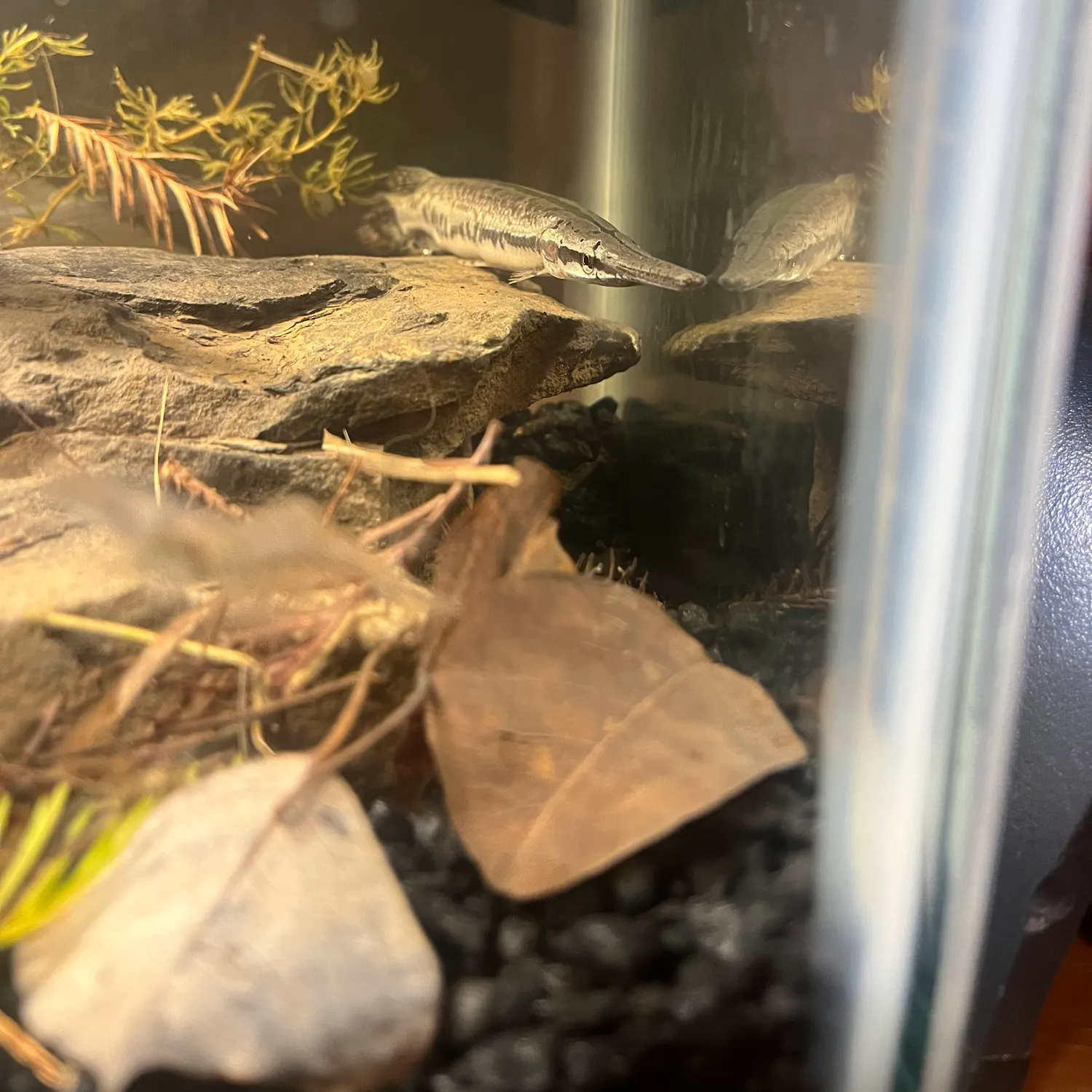 The most recent Alligator gar catches on Fishbrain