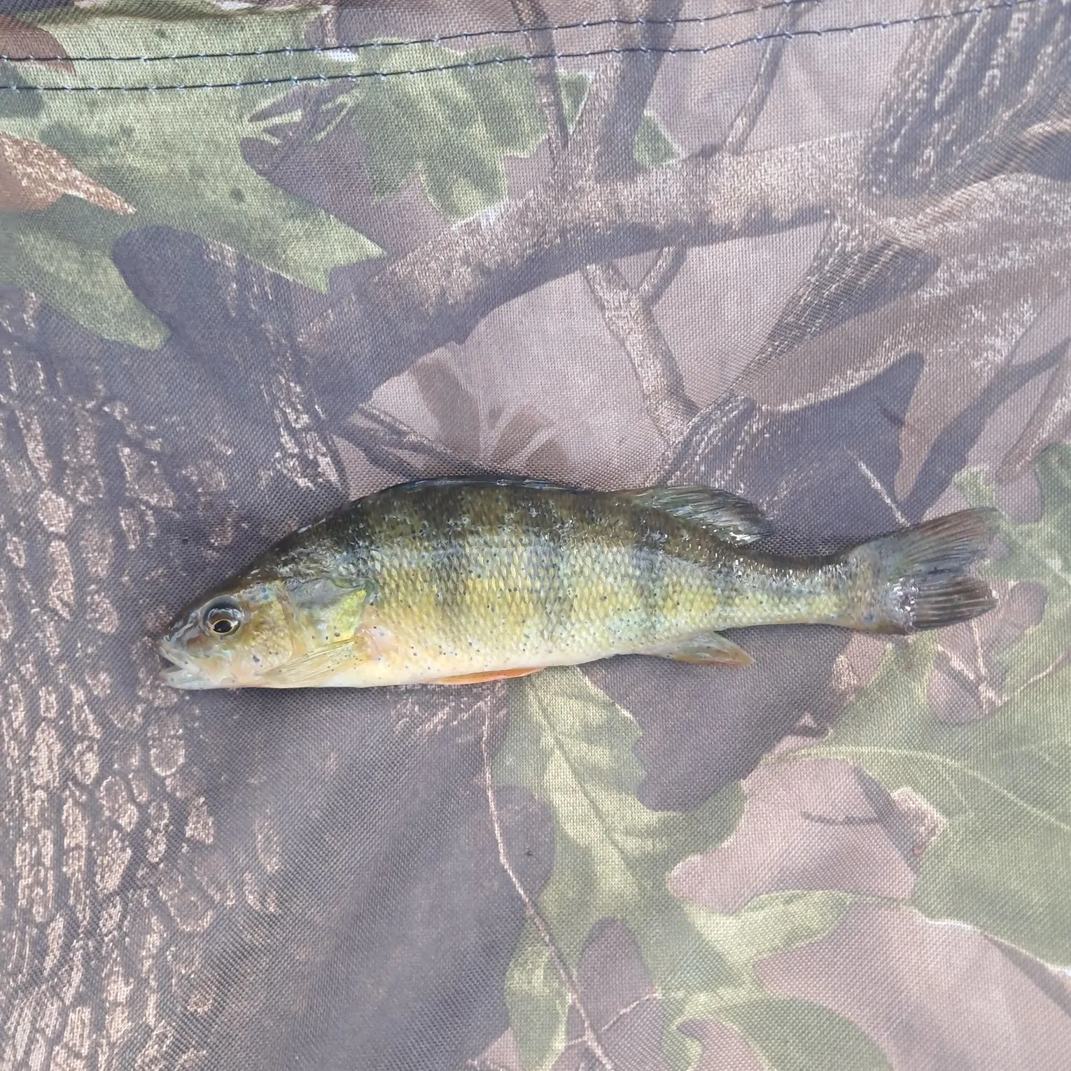 Yellow perch caught on Fishbrain