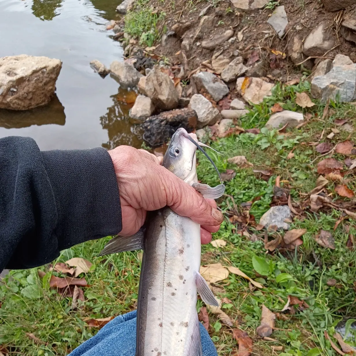 Channel catfish caught on Fishbrain